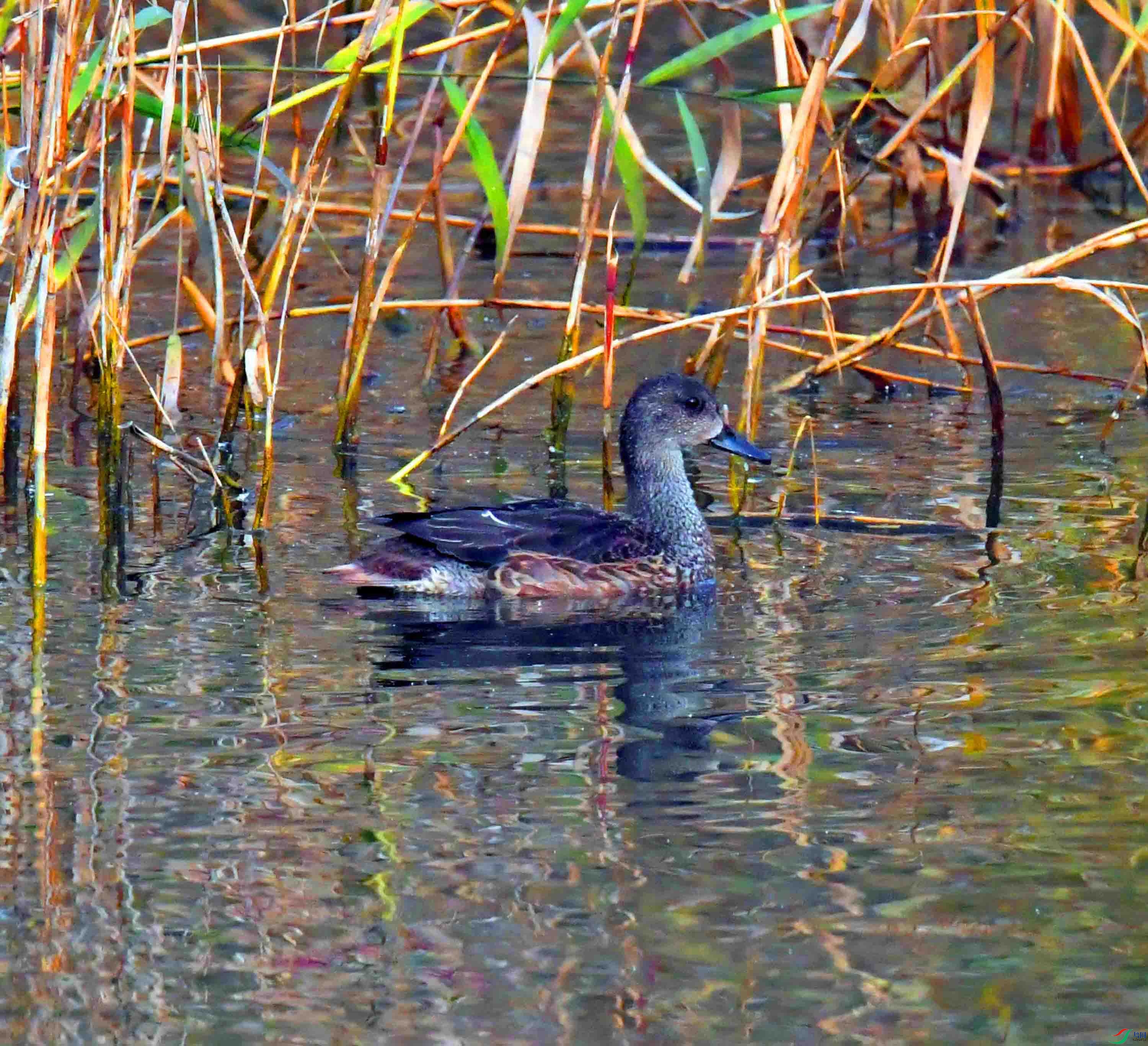DSC_3558.JPG