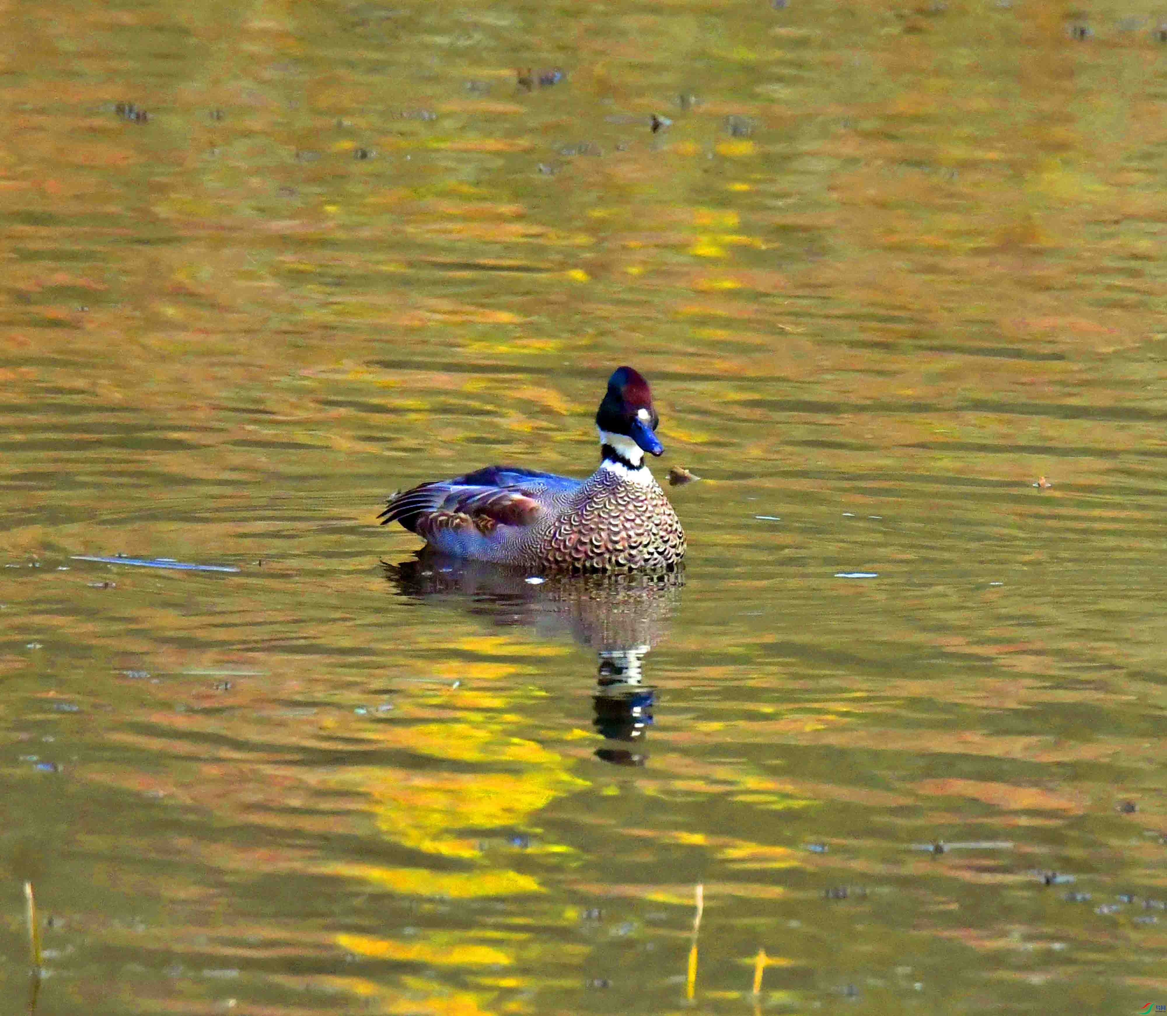 DSC_3483.JPG