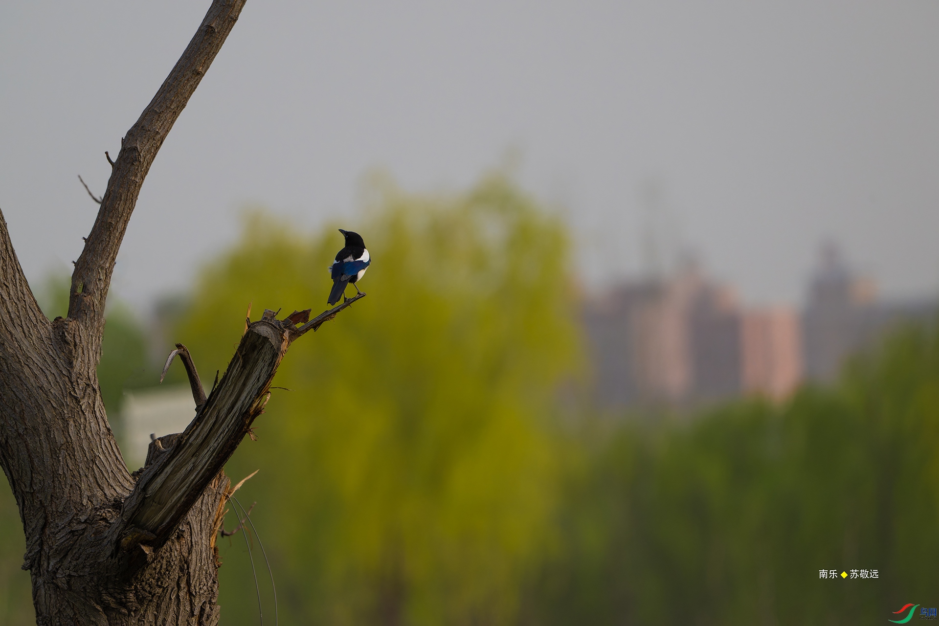 _DSC7694-NEF_DxO_С.jpg