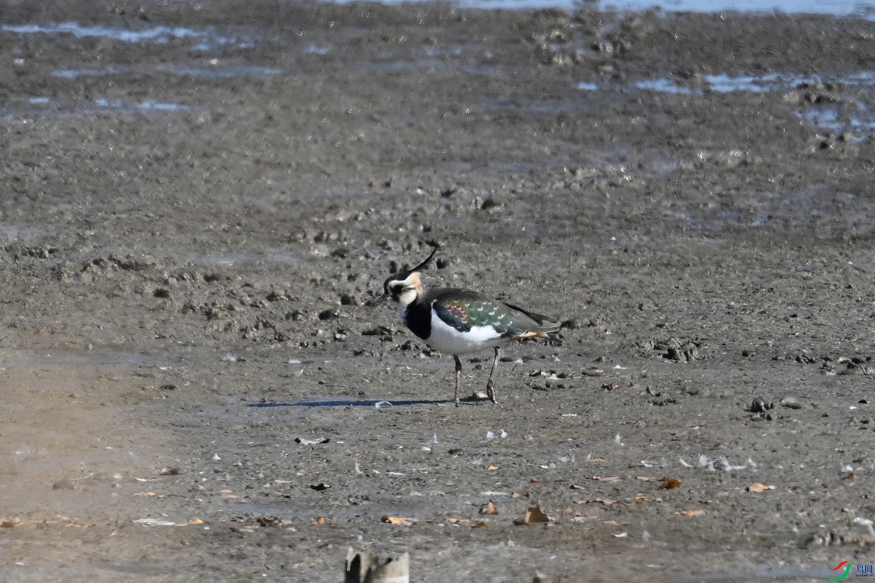 DSC_8184.JPG