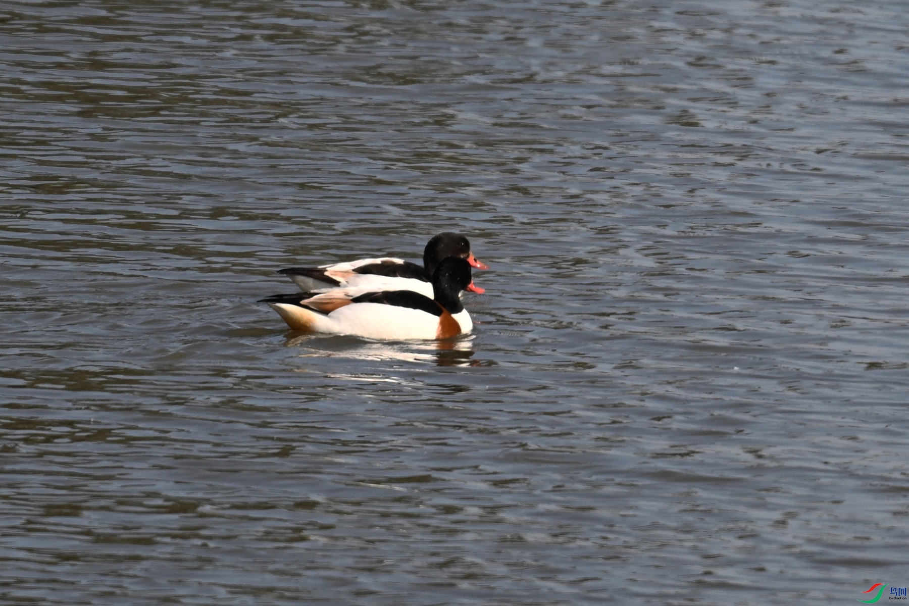 DSC_8162.JPG