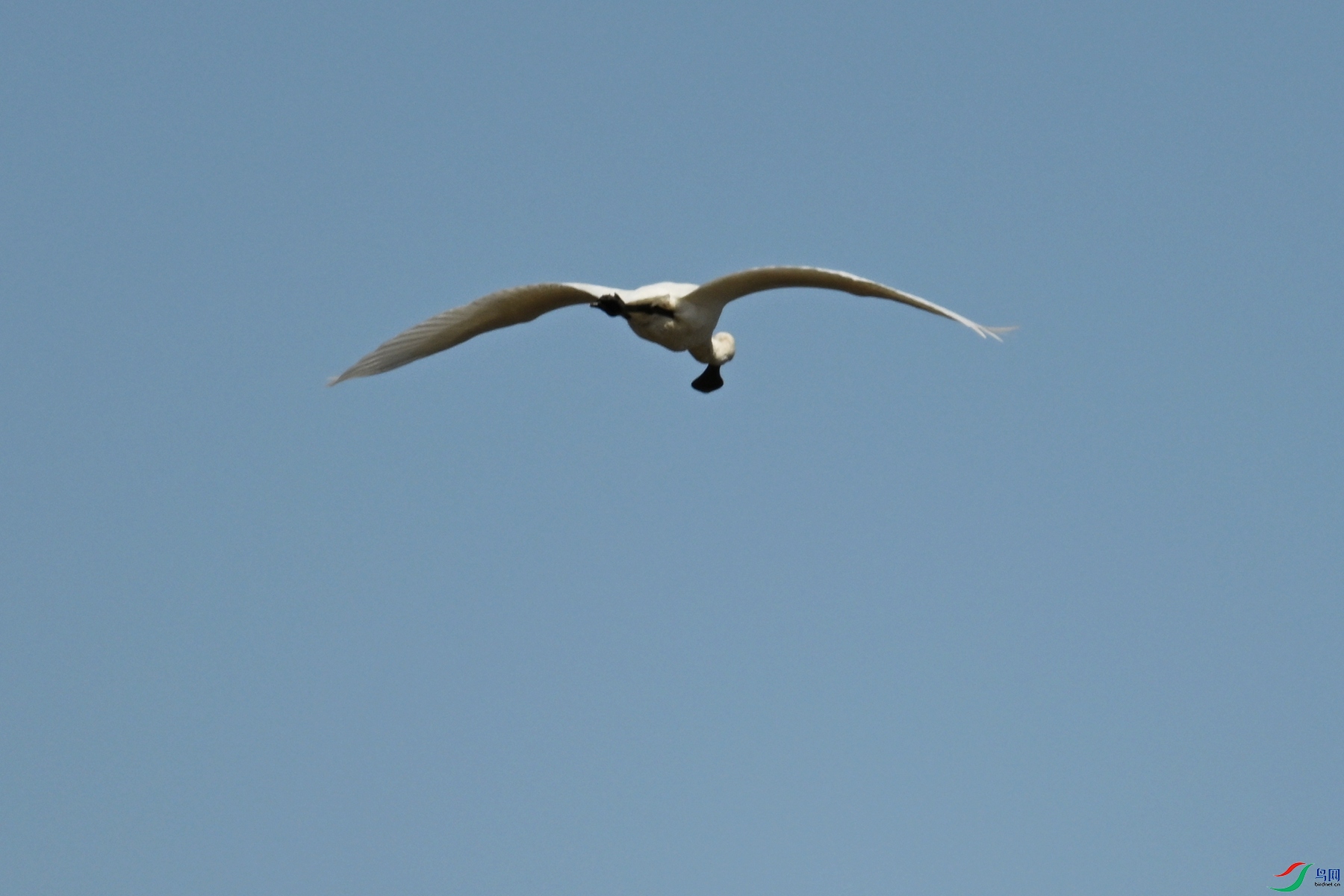 DSC_8195.JPG