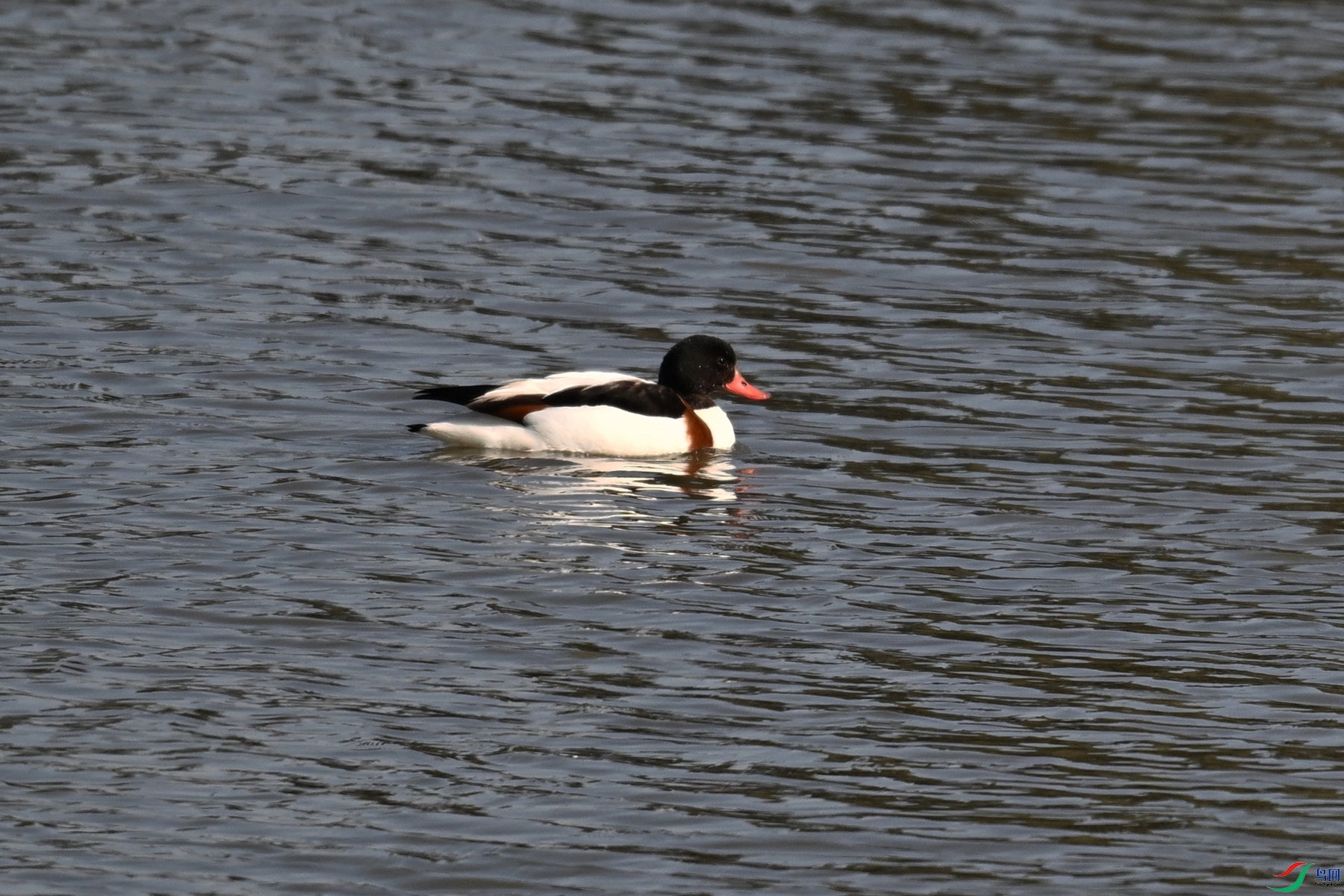 DSC_8165.JPG