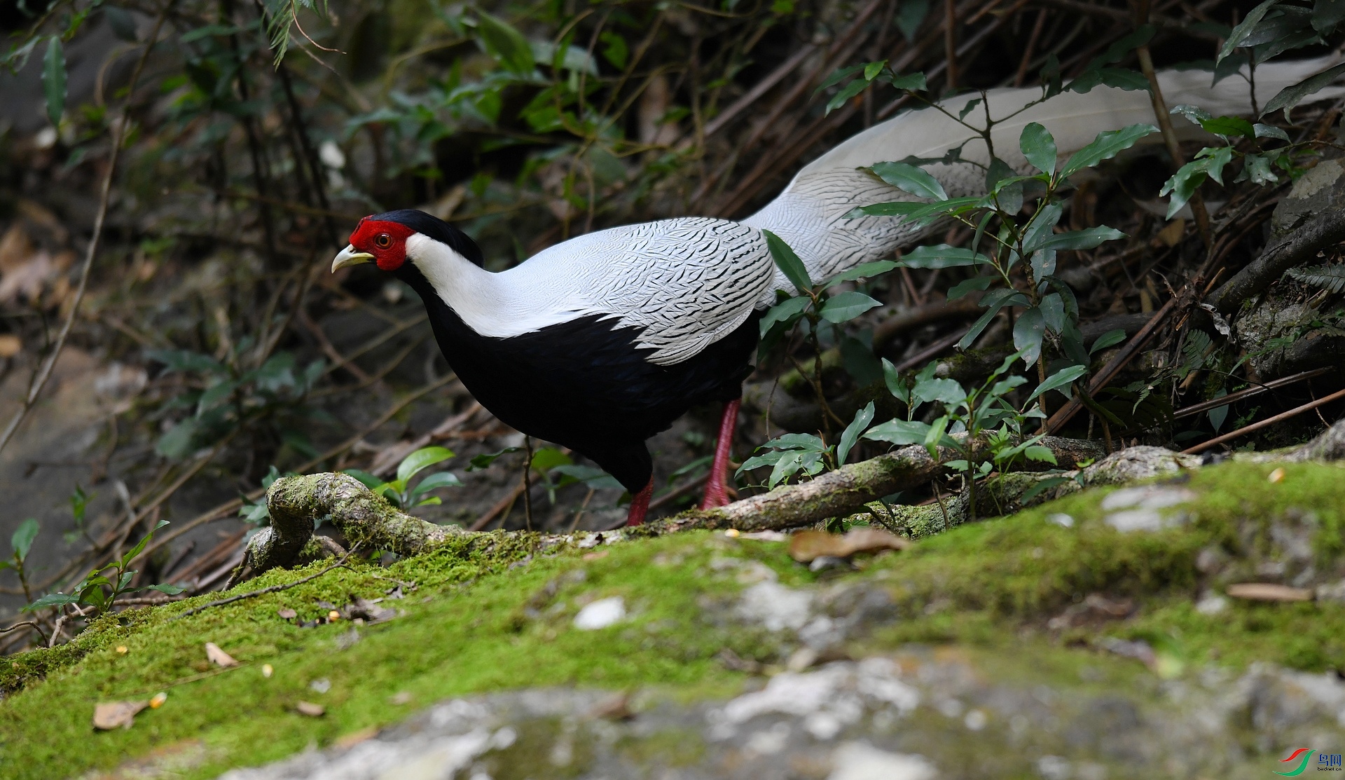 DSC_5667.jpg