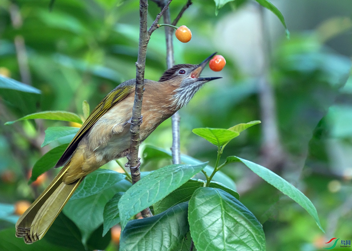 DSC_4088kk.jpg