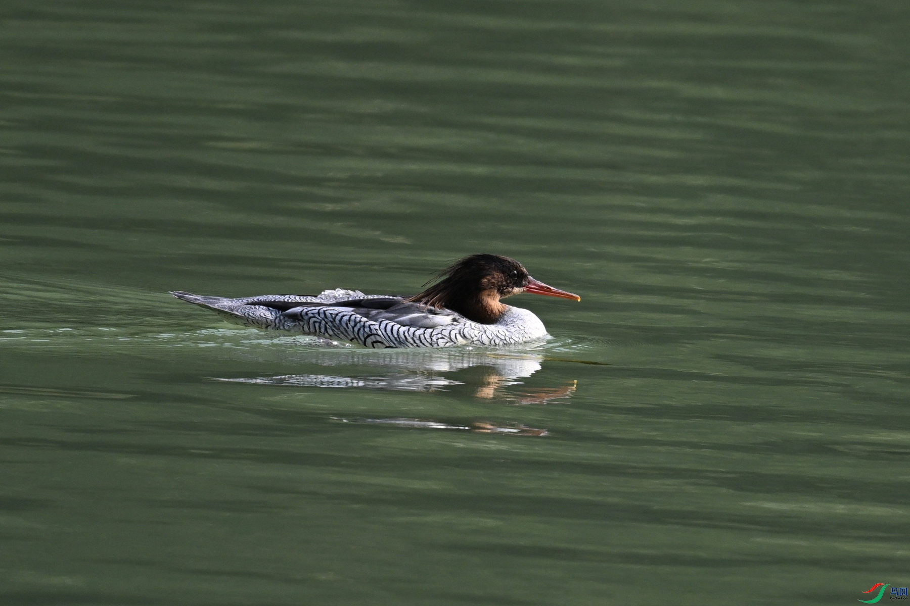 DSC_7093.JPG