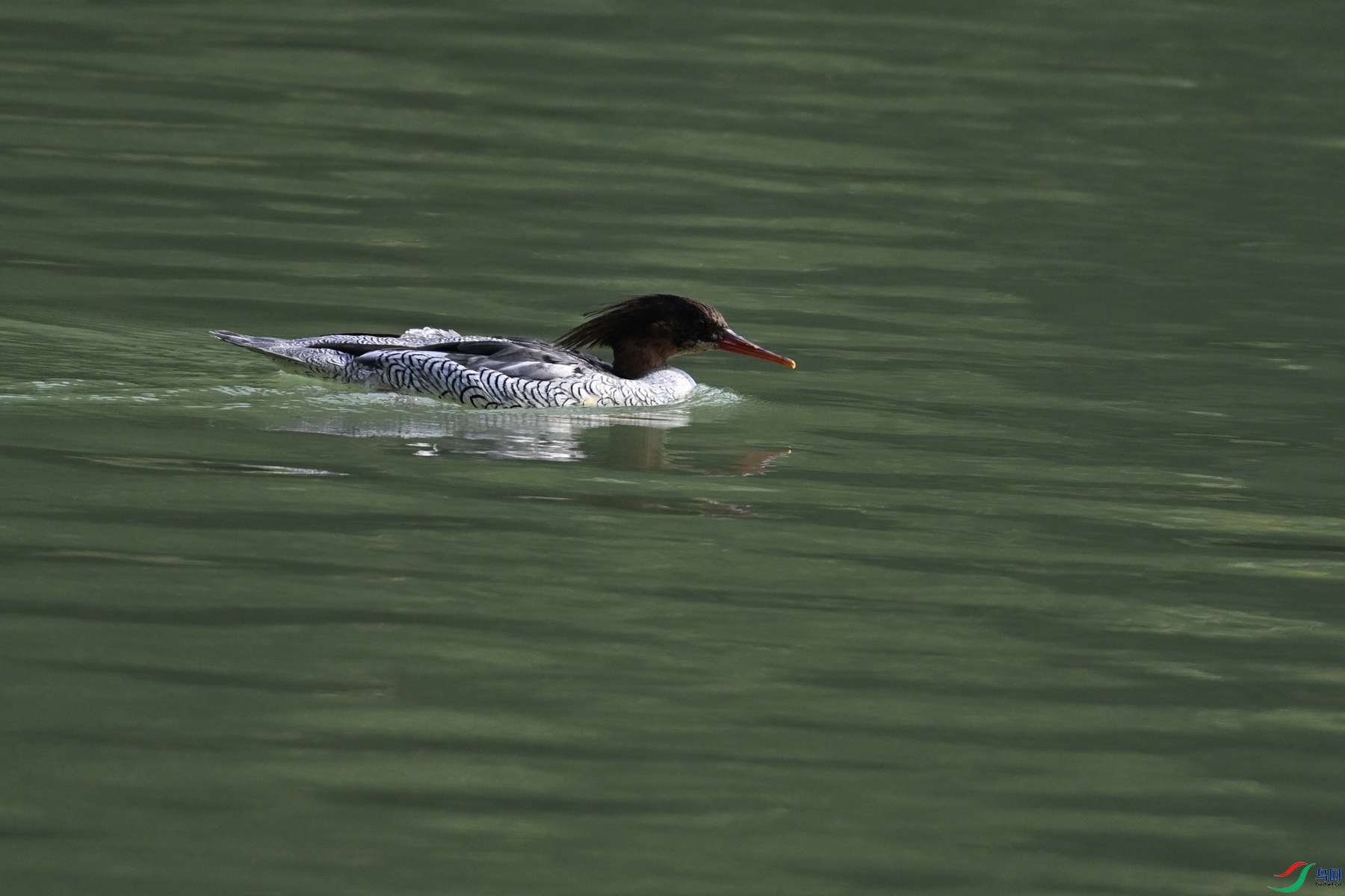 DSC_7096.JPG