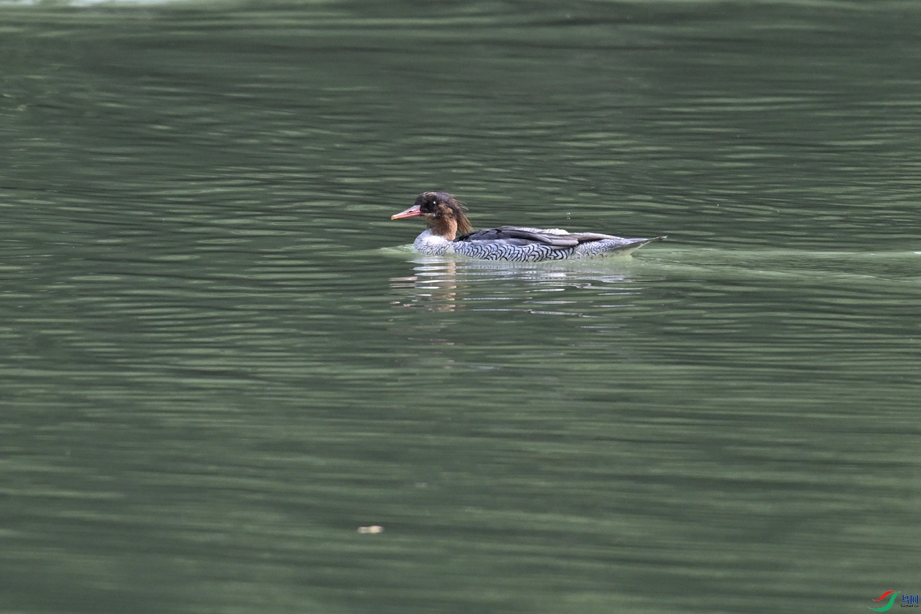 DSC_7097.JPG