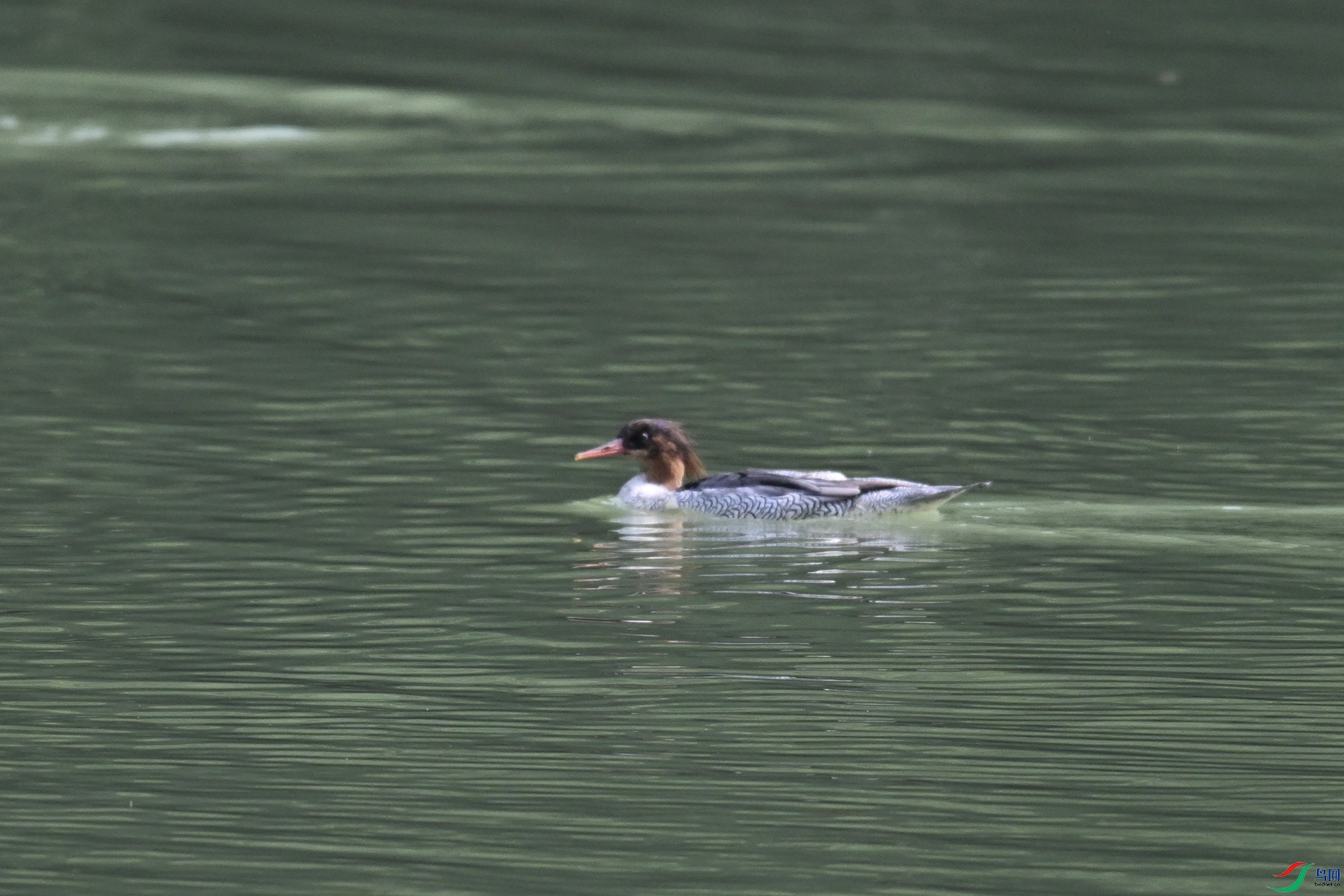 DSC_7098.JPG
