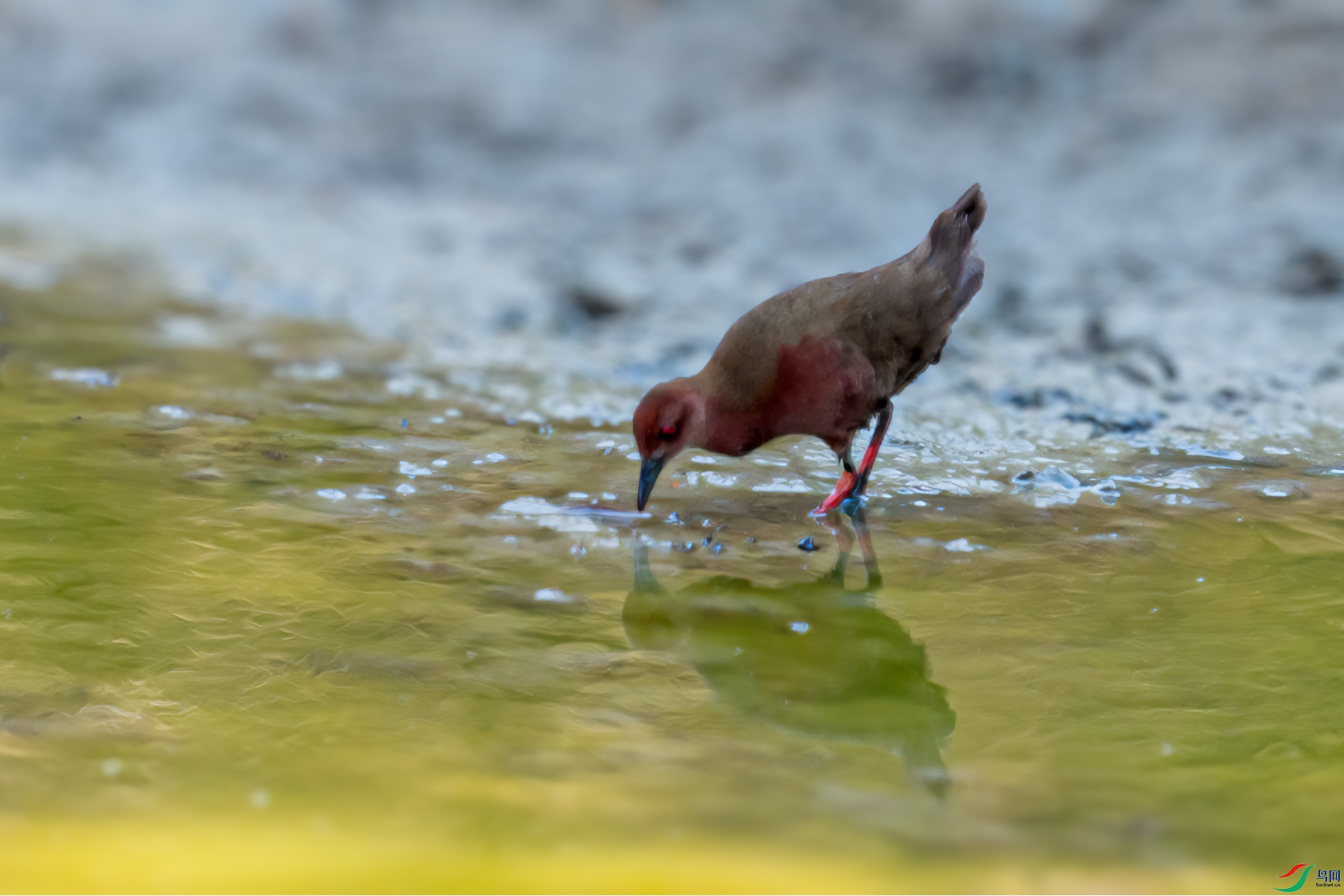 DSC_6503-11.jpg