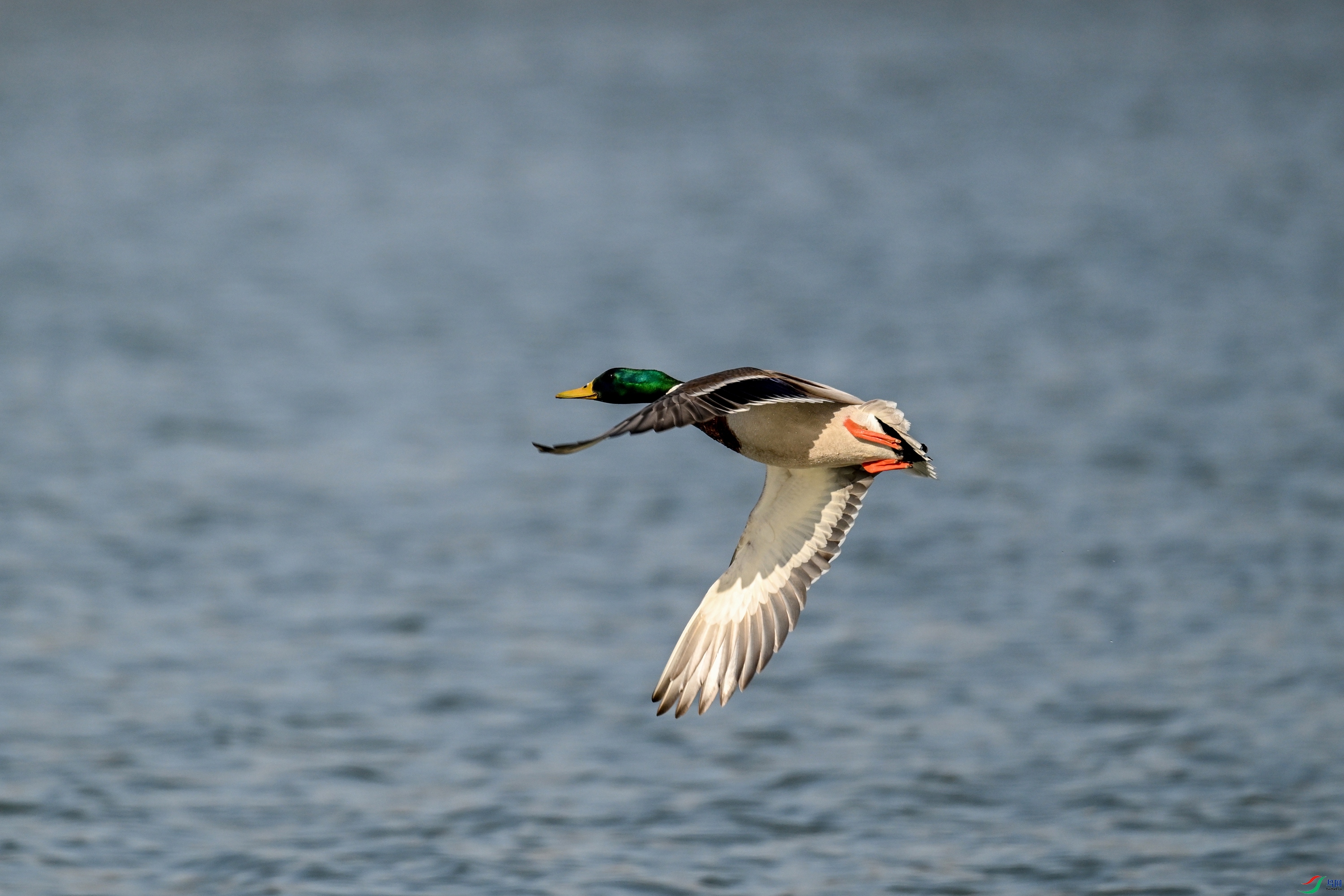 DSC_3231.JPG