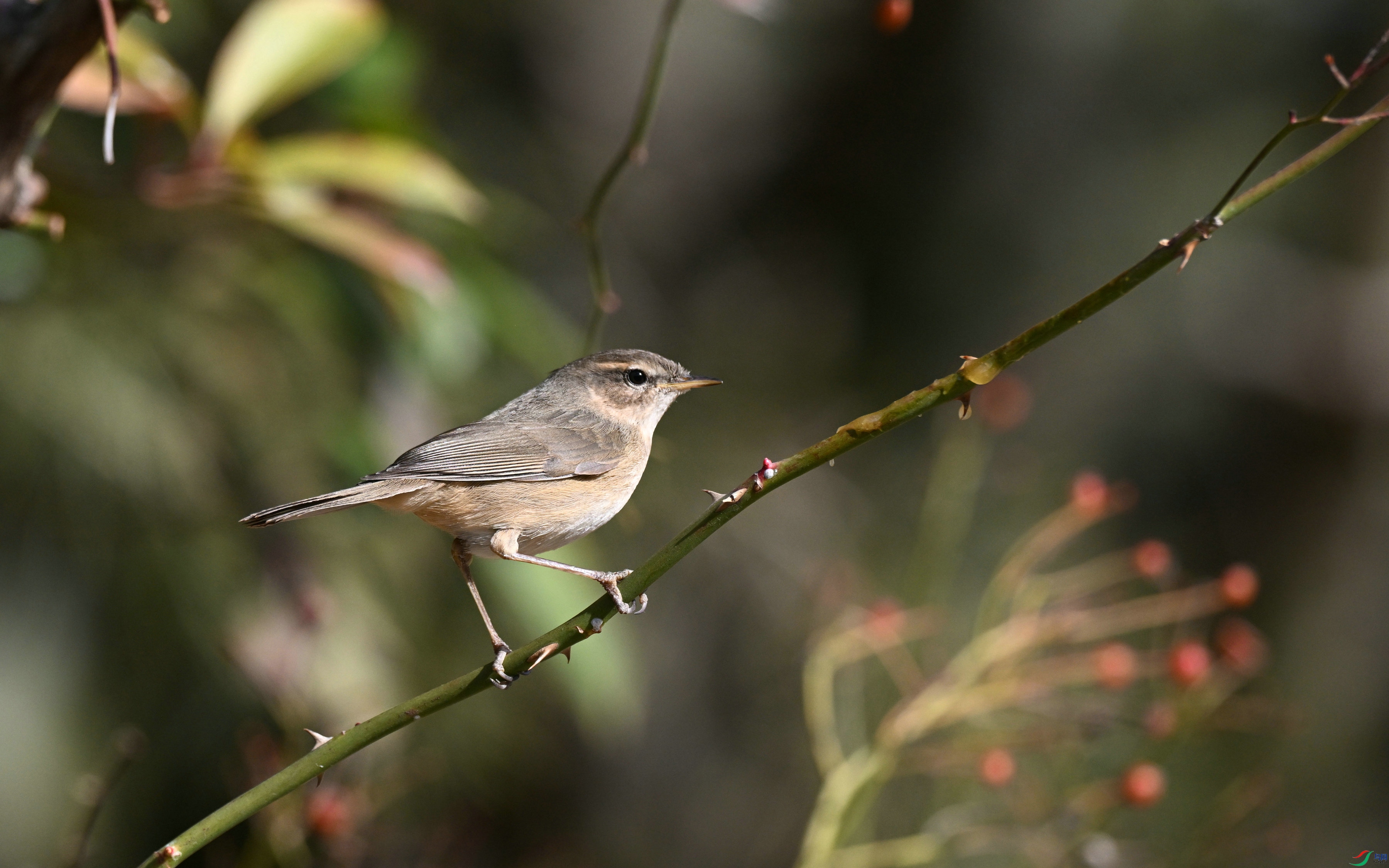 DSC_3413.JPG