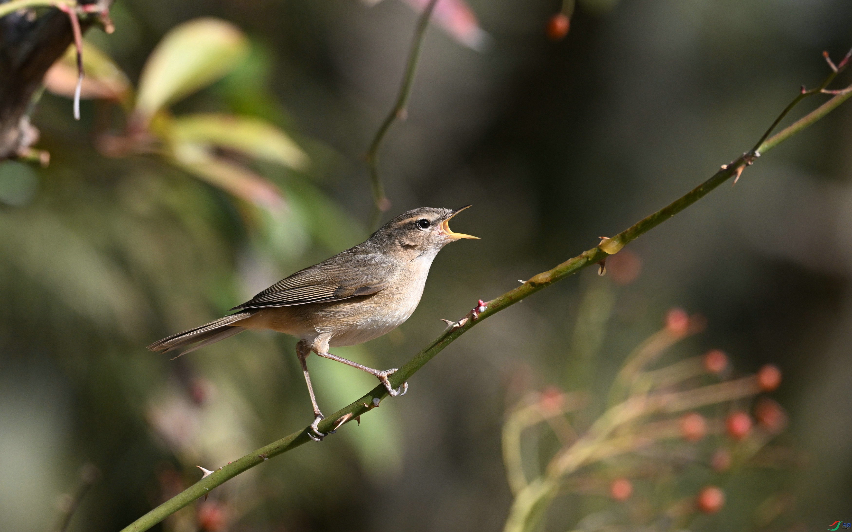 DSC_3435.JPG