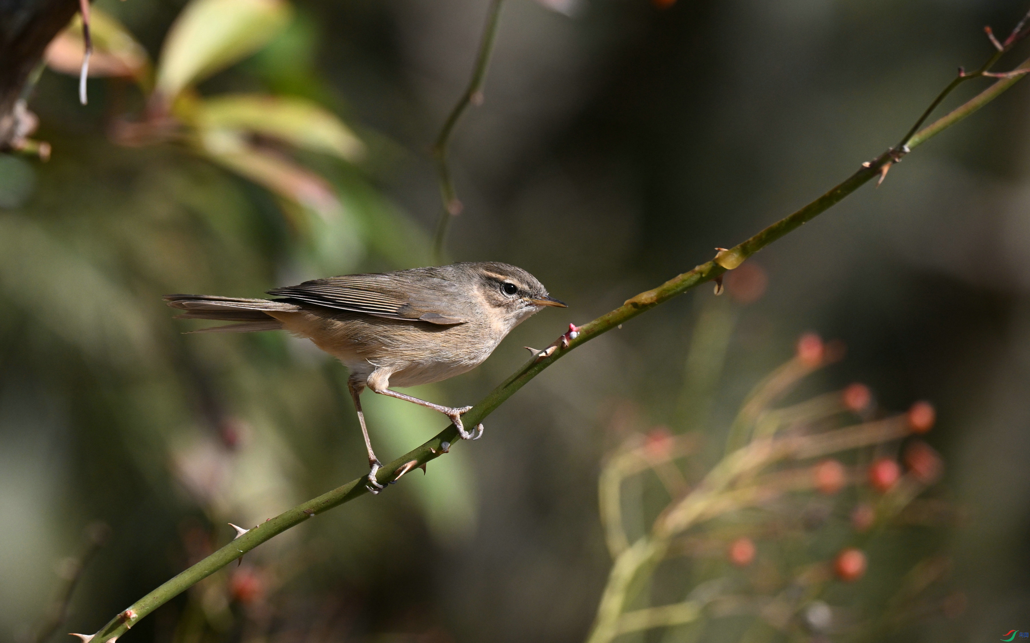 DSC_3423.JPG
