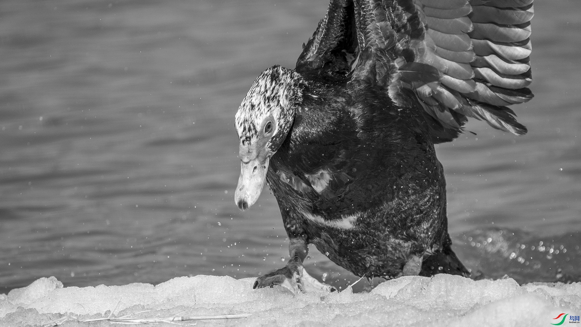 DSC00859 ����.jpg