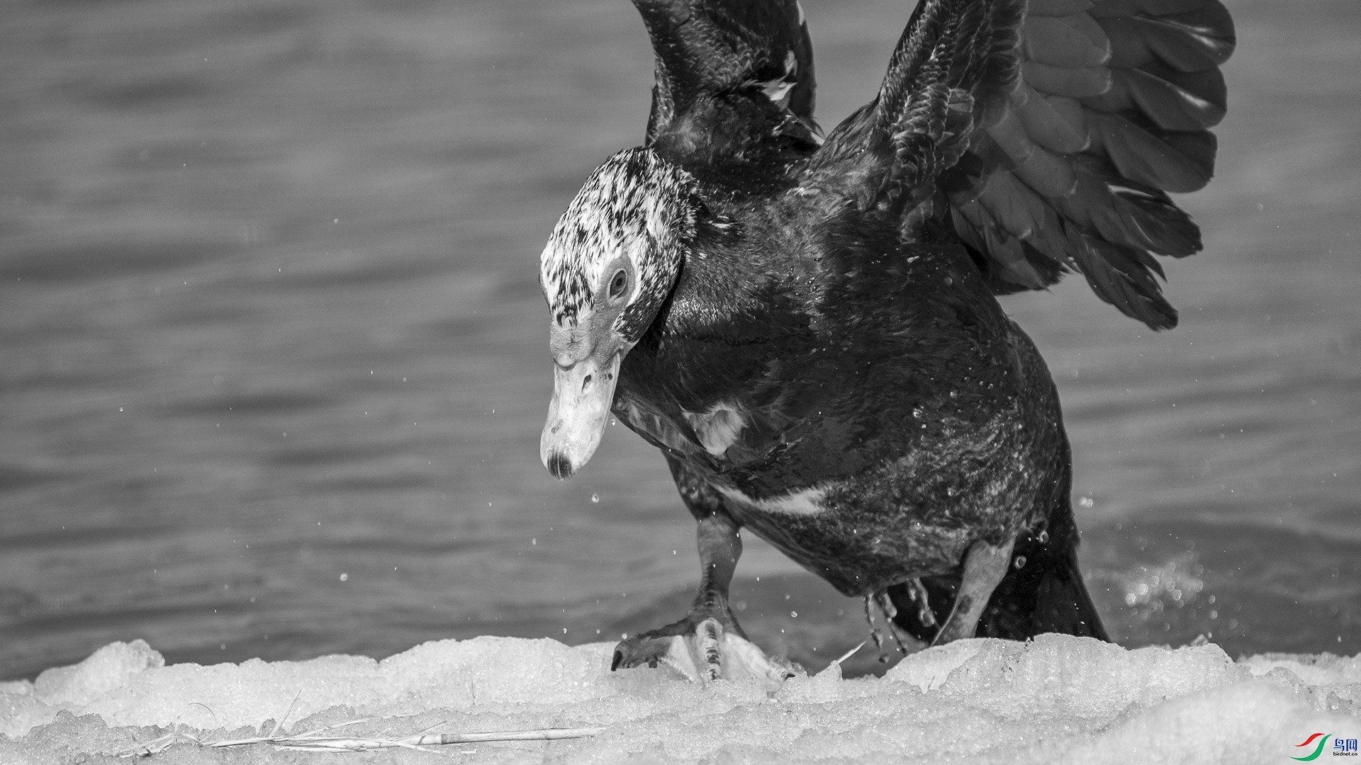 DSC00860 ����.jpg