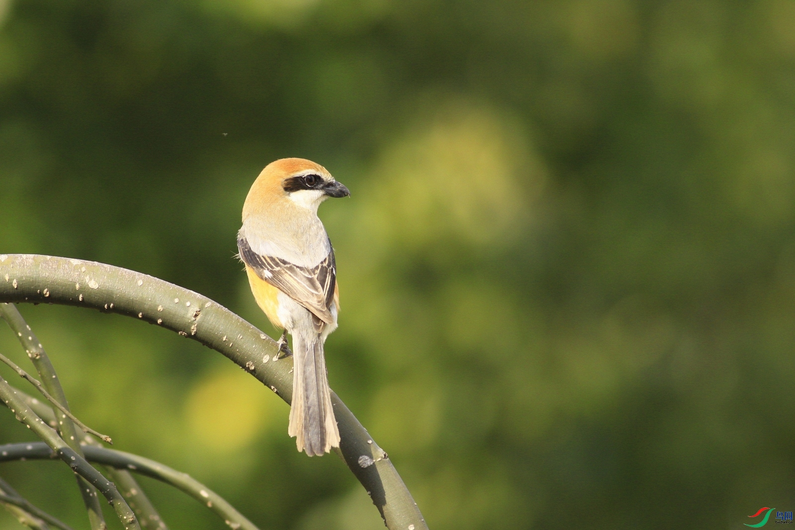 3    ţͷ����    _MG_4898.jpg