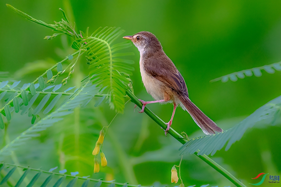 DSC_1980AB.jpg