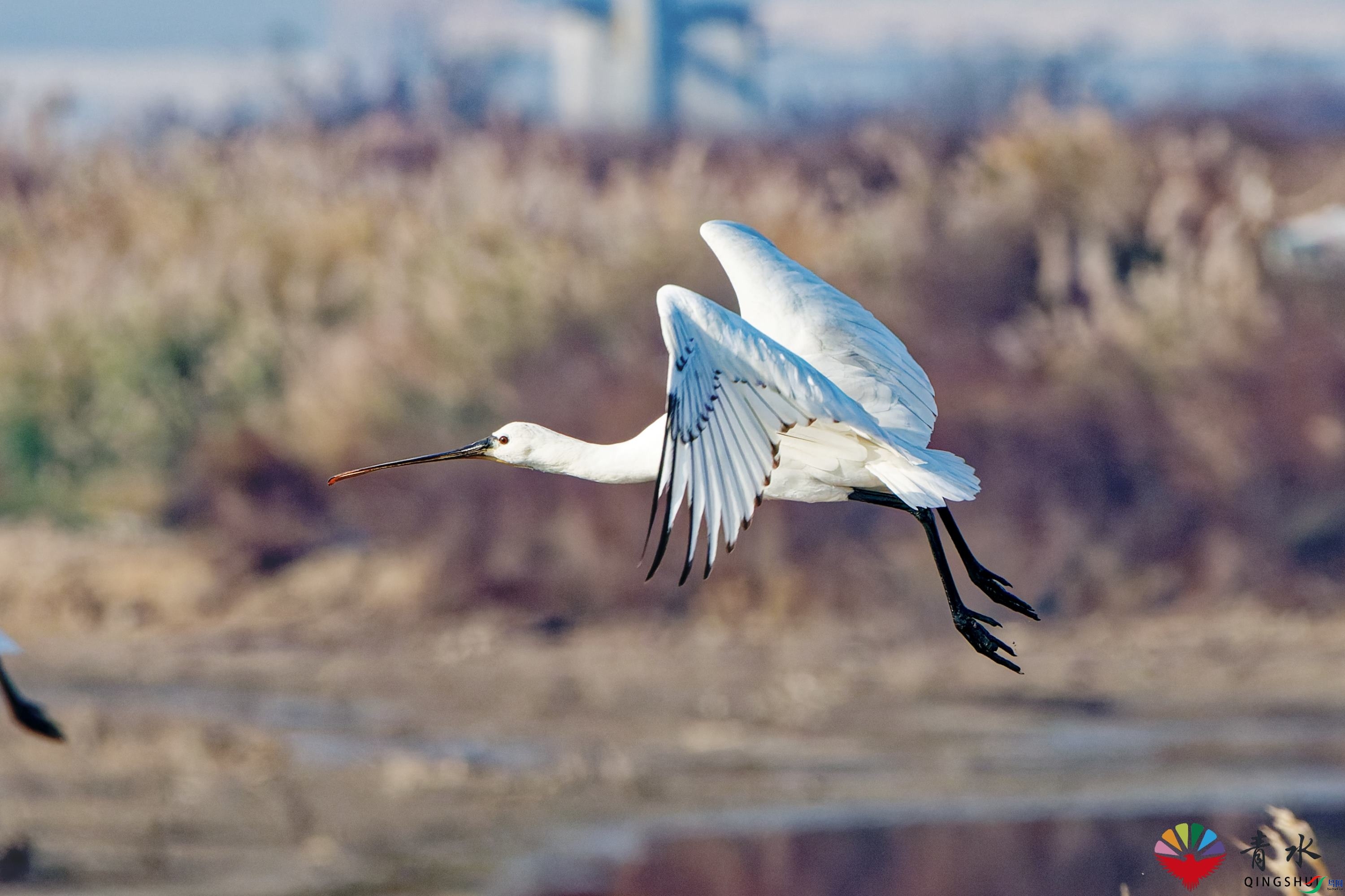 DSC08964_DxO.jpg