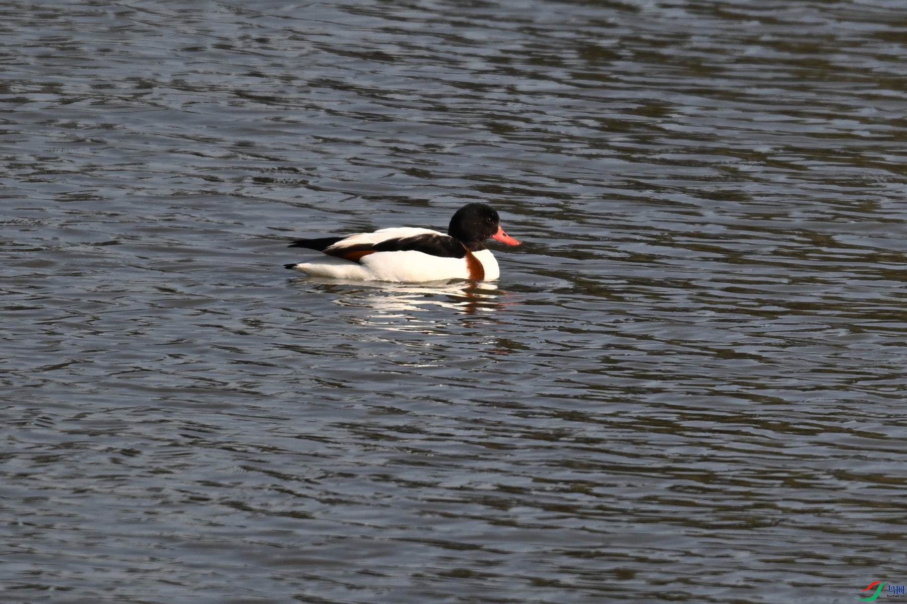 DSC_8166.JPG
