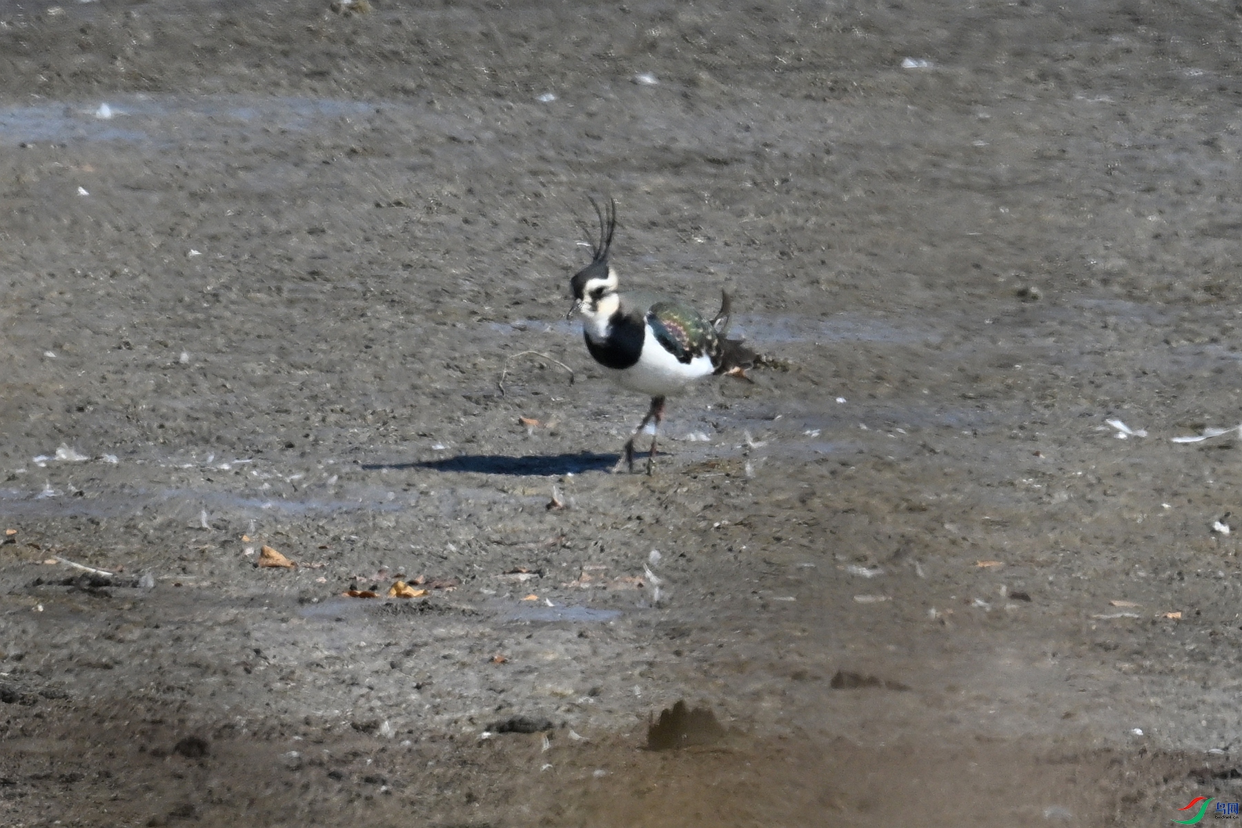 DSC_8187.JPG