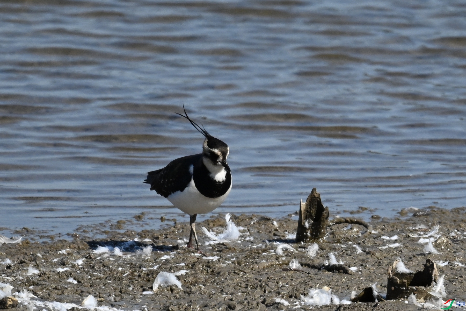 DSC_8233.JPG