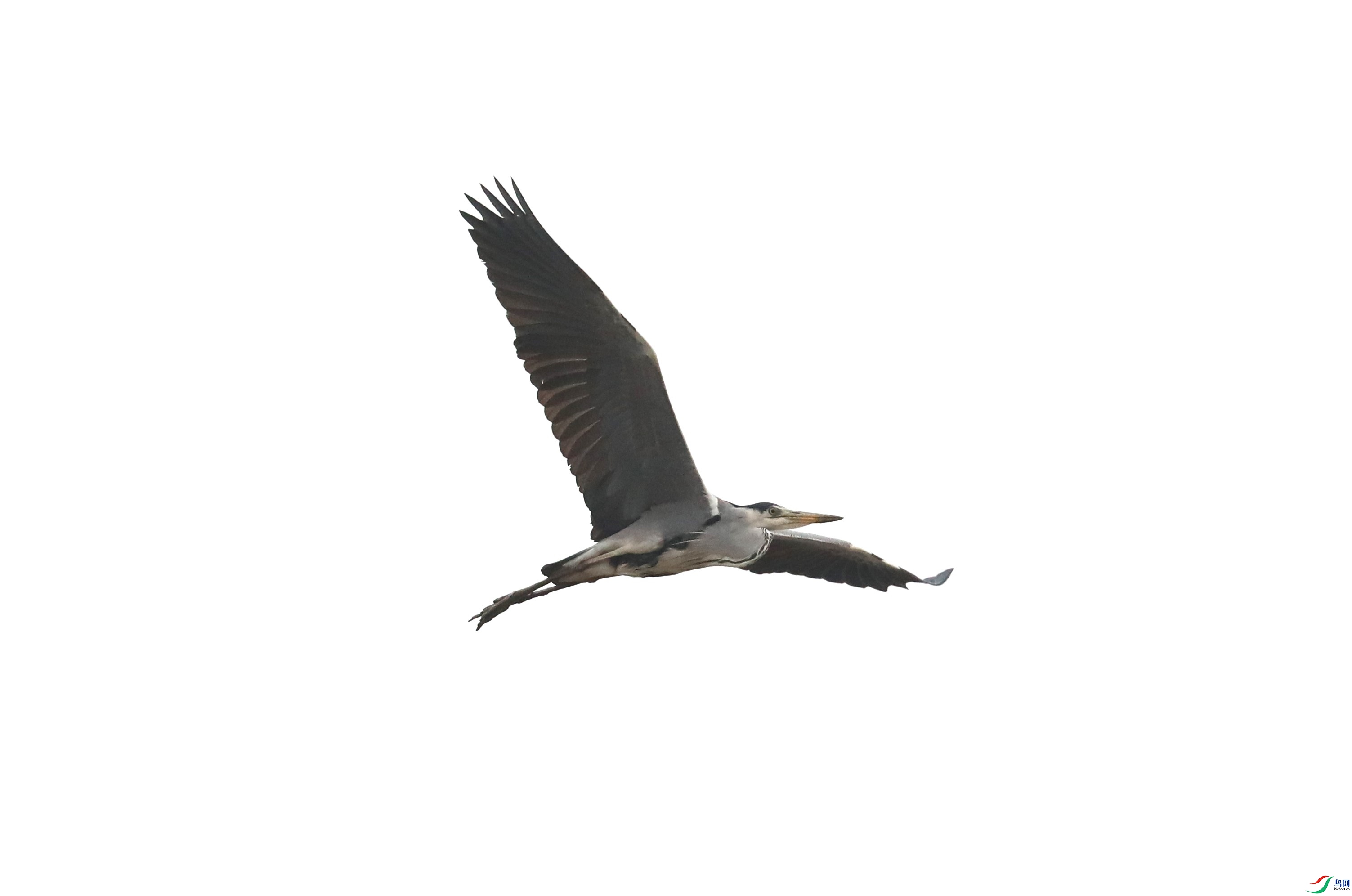 BL7A9655.JPG