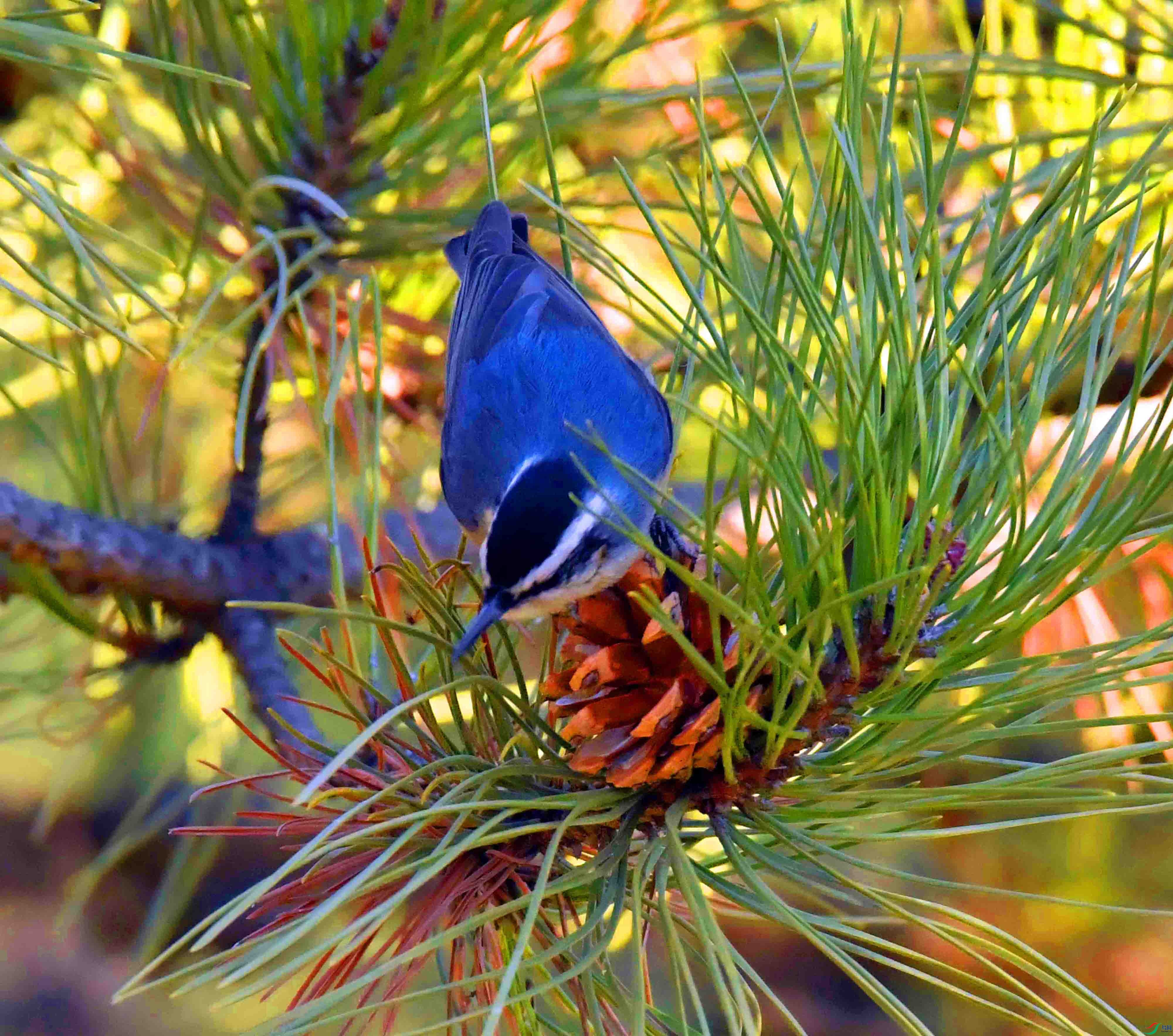 DSC_2464.JPG
