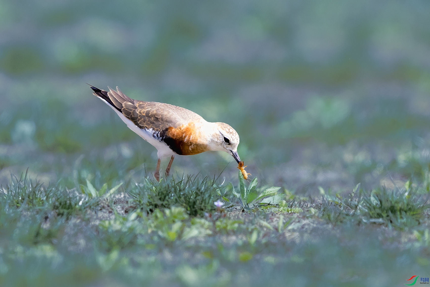 �����a----��׽������