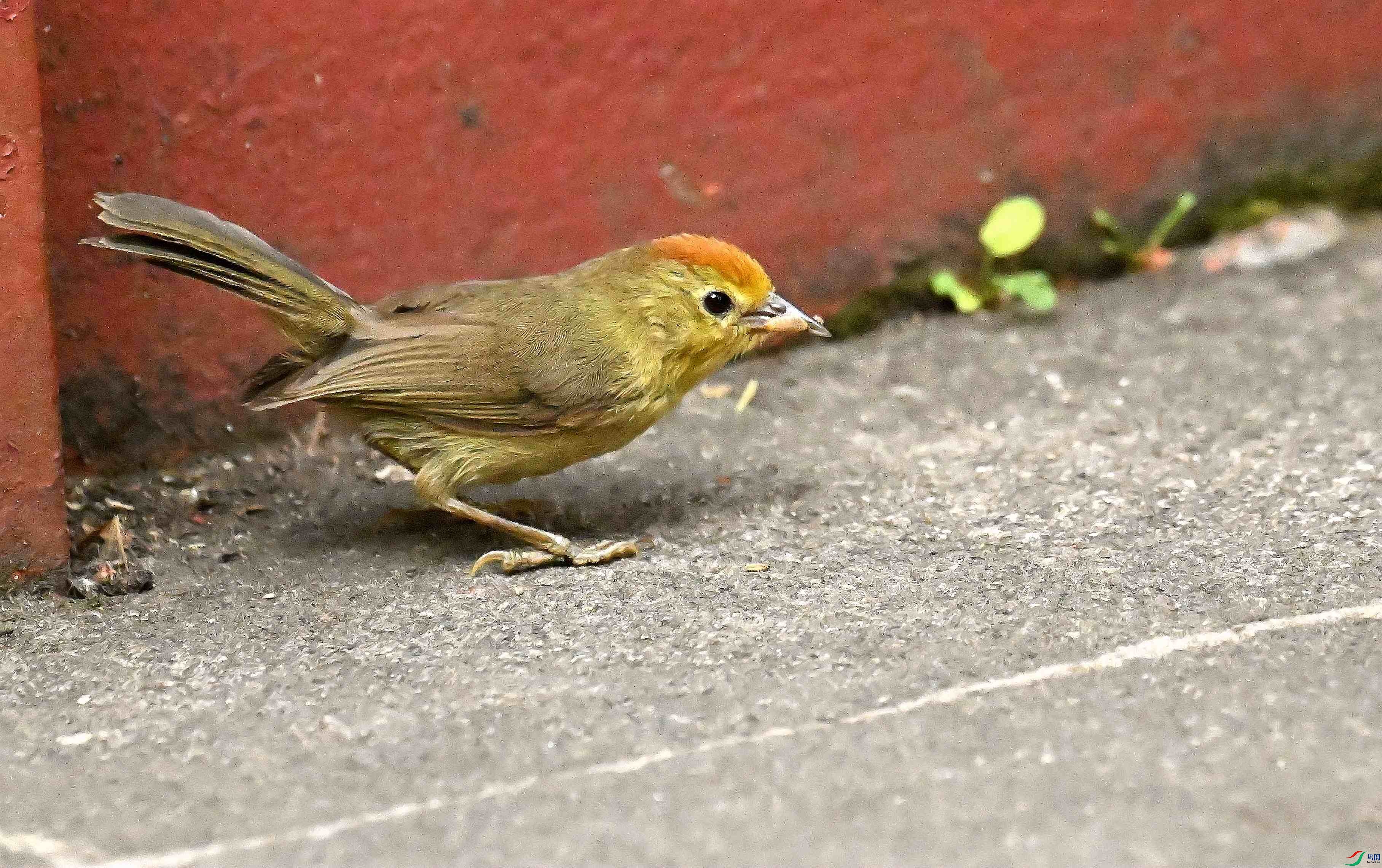 DSC_0321_����.jpg