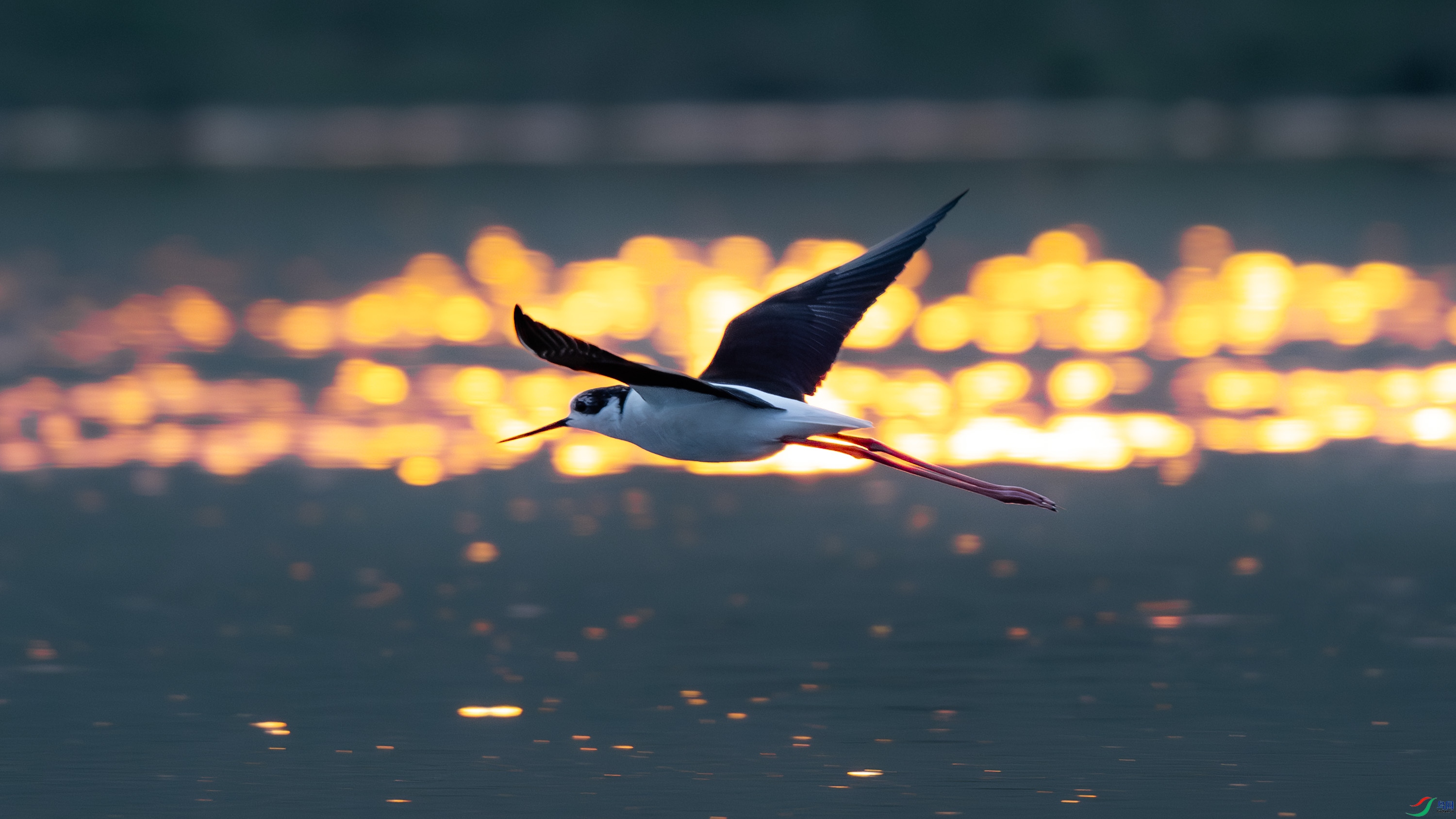 �ڳ᳤����