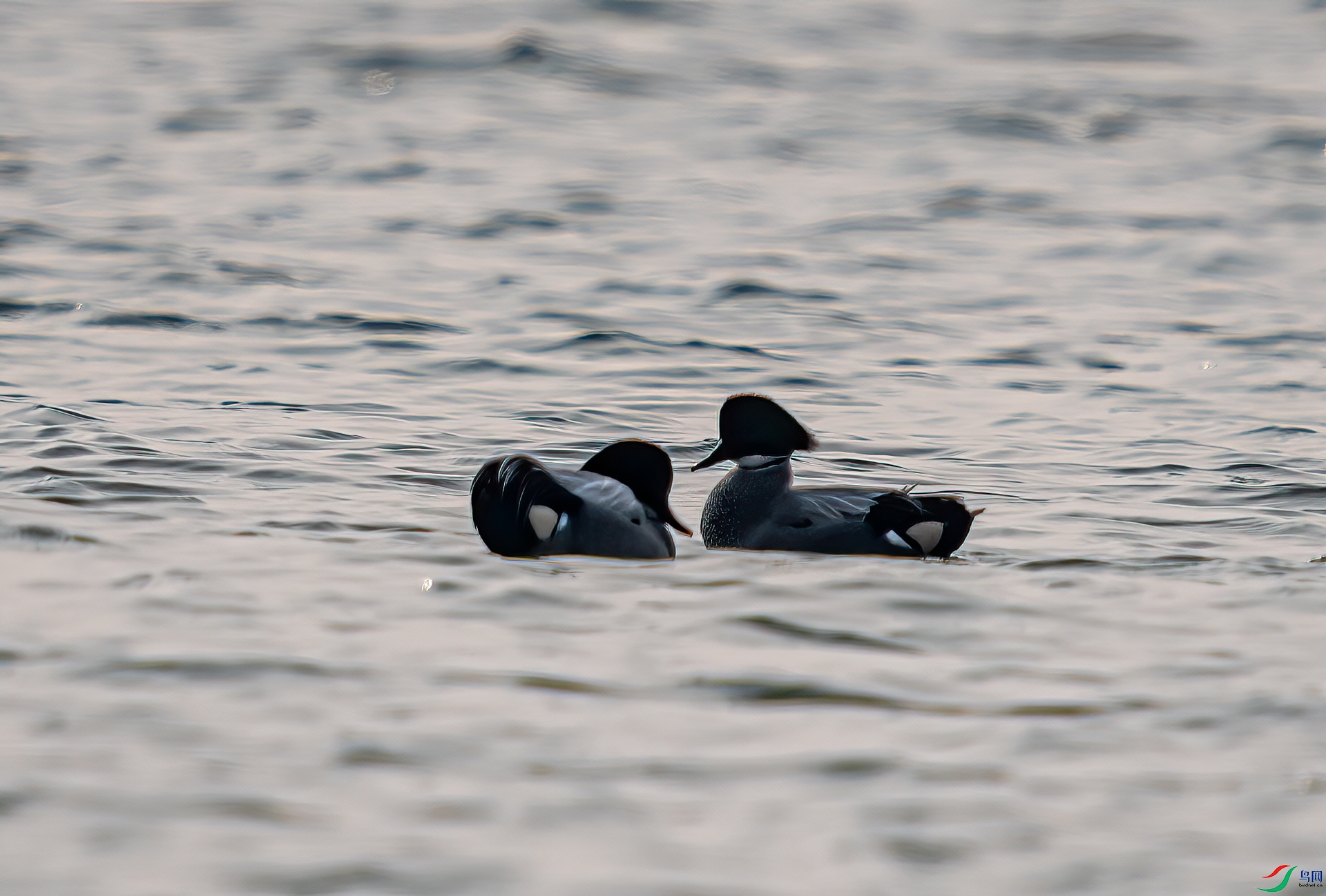 DSC_2957-11.jpg