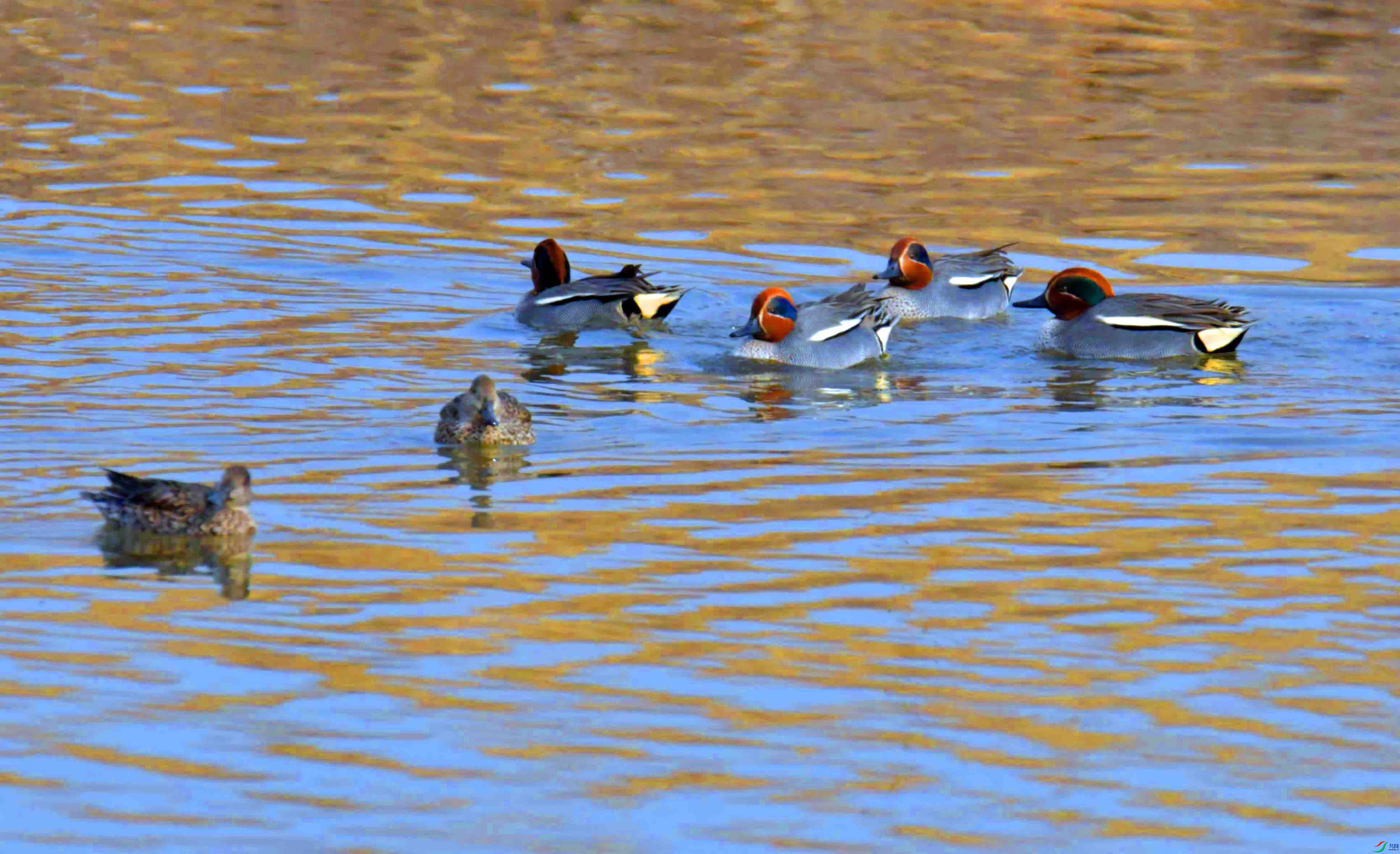 DSC_0909.JPG