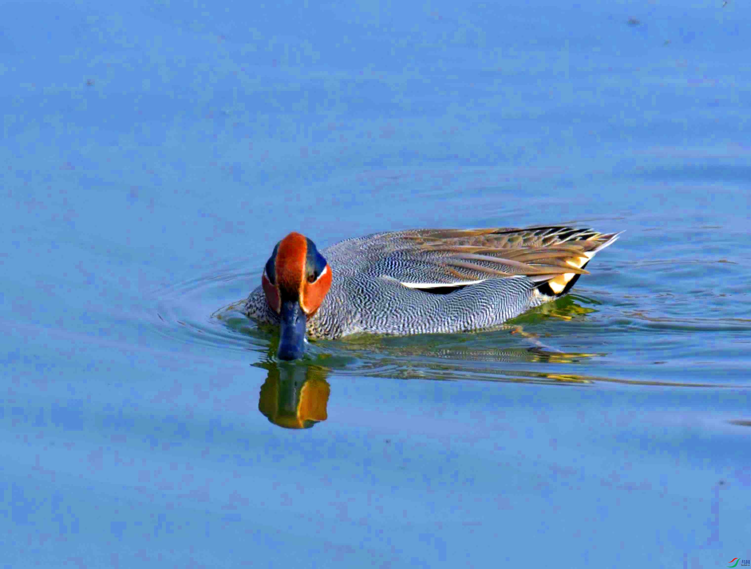 DSC_0935.JPG