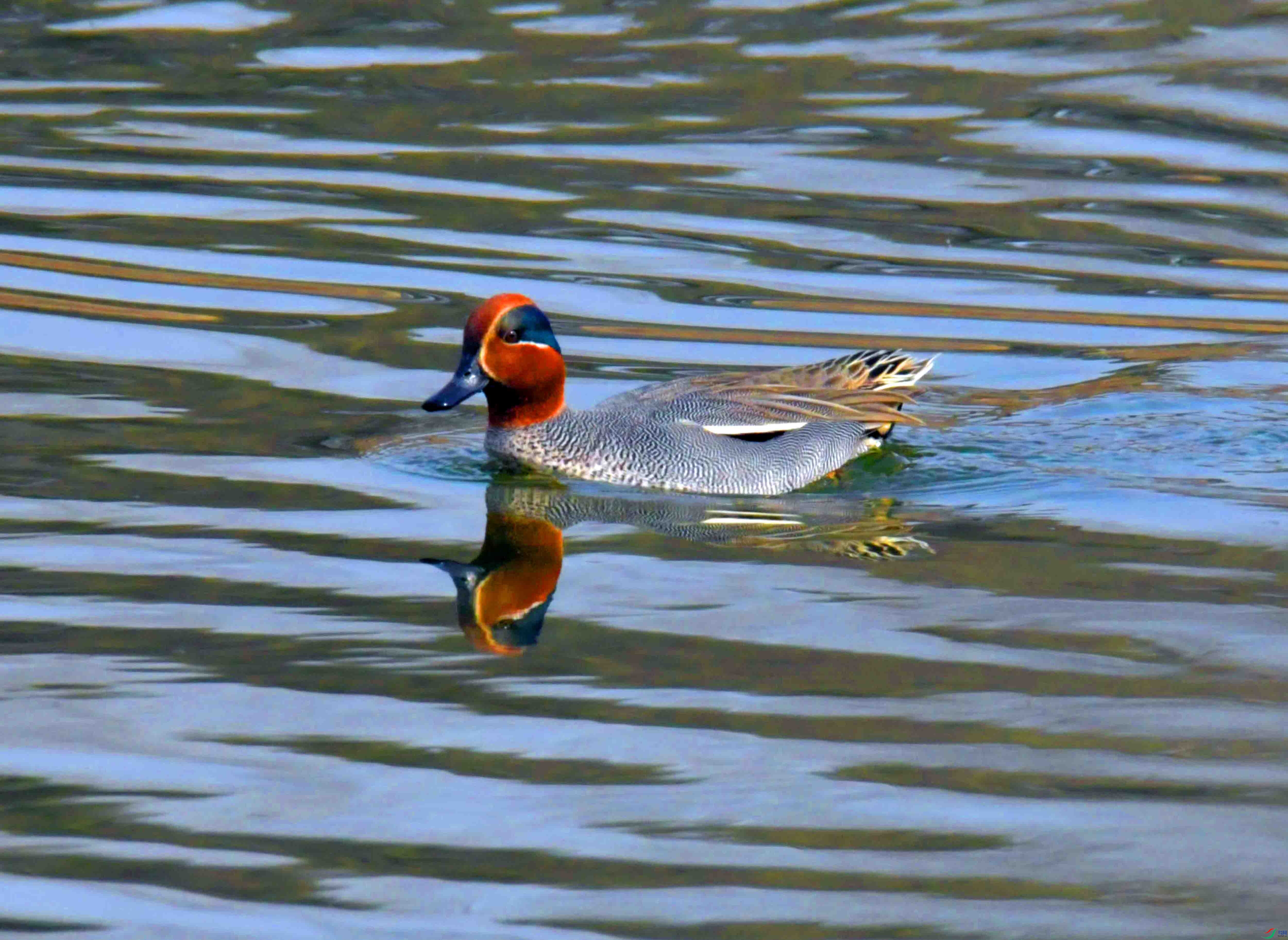 DSC_0923.JPG