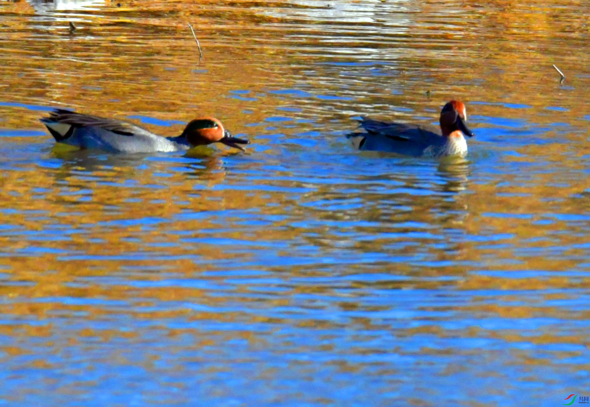 DSC_1121.JPG