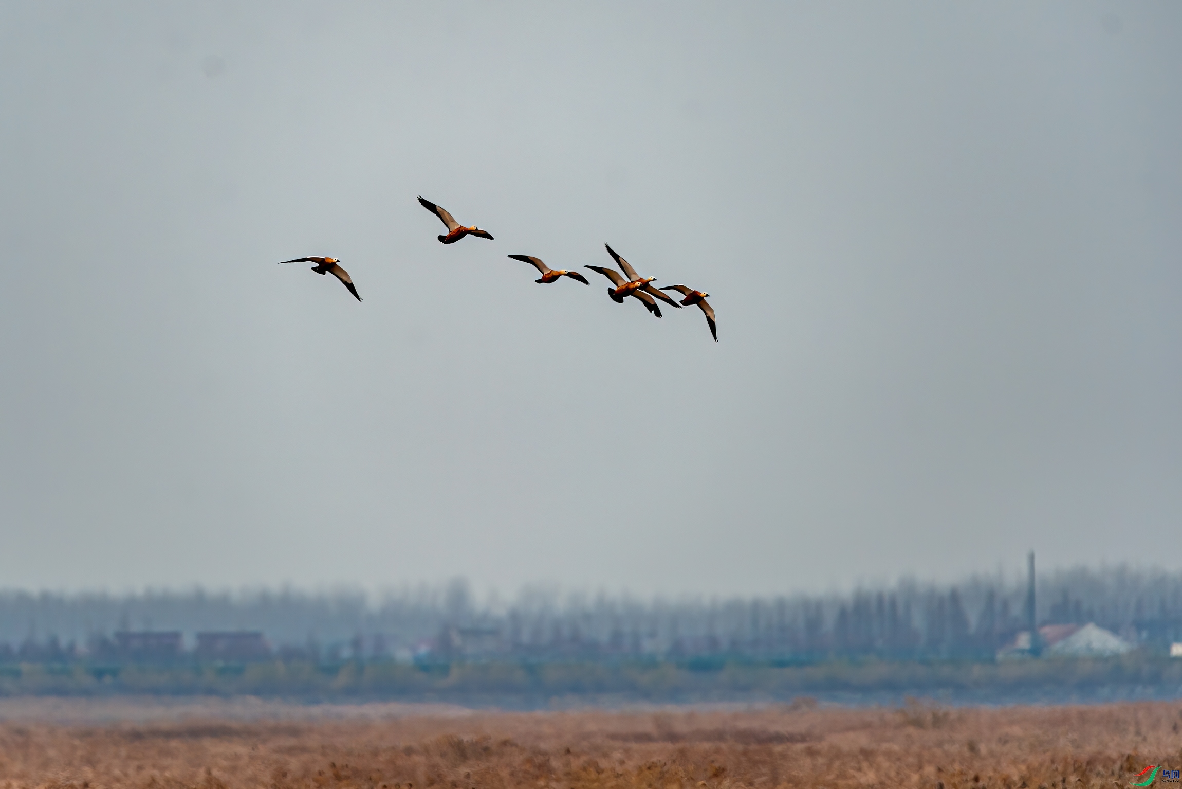 DSC_6927-11.jpg