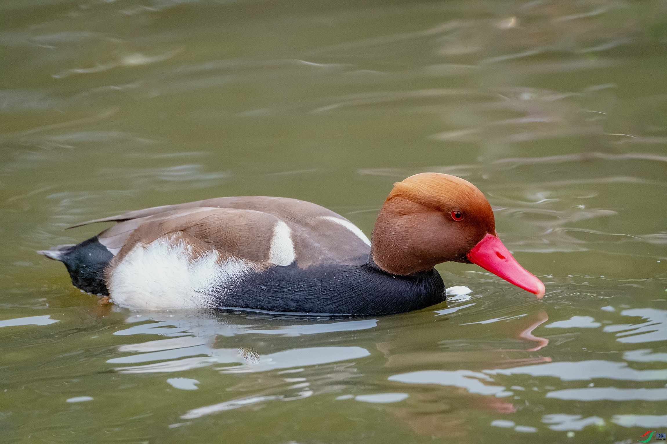 DSC_9233-1.jpg