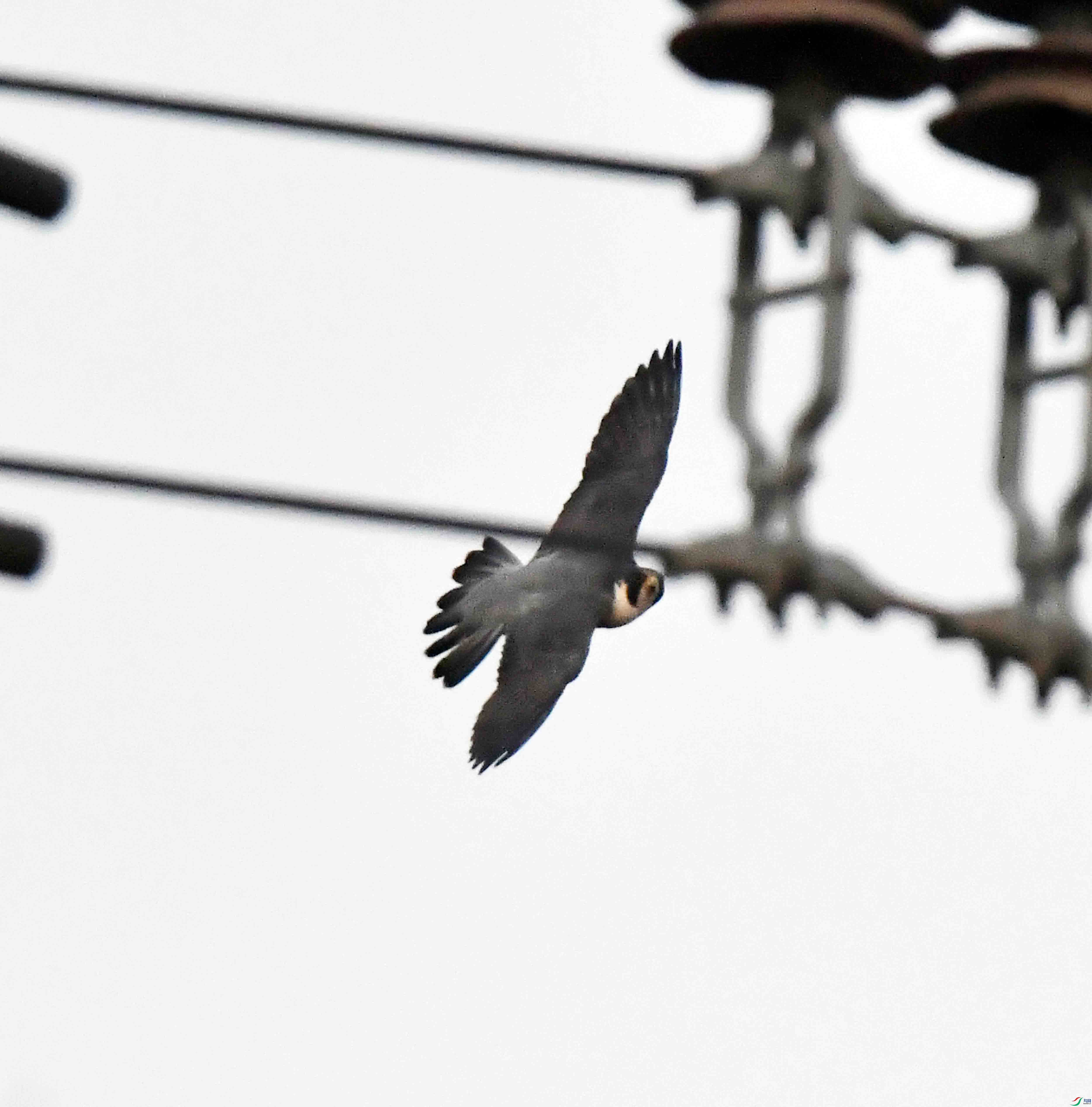 DSC_3196.JPG