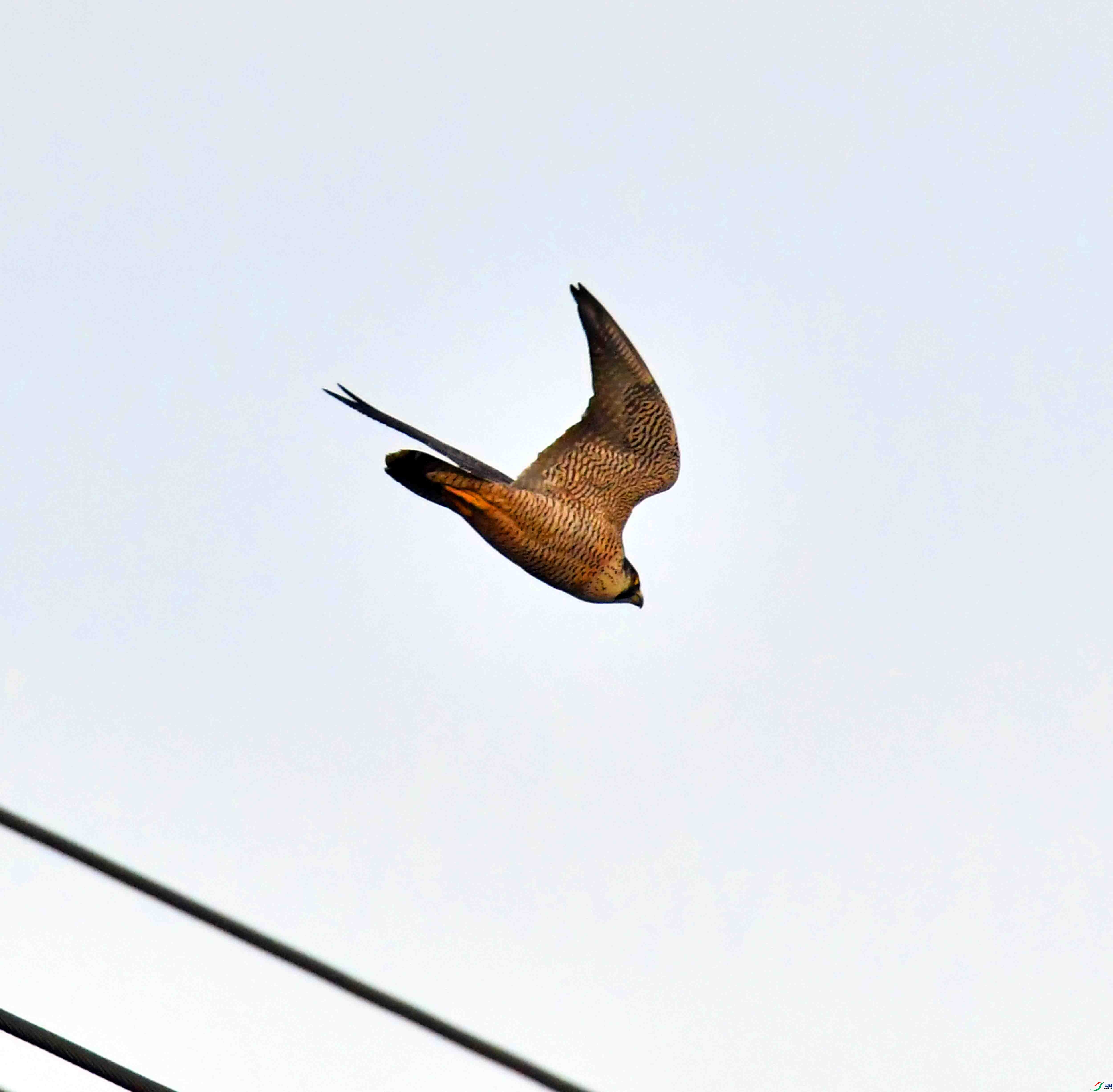 DSC_4567.JPG