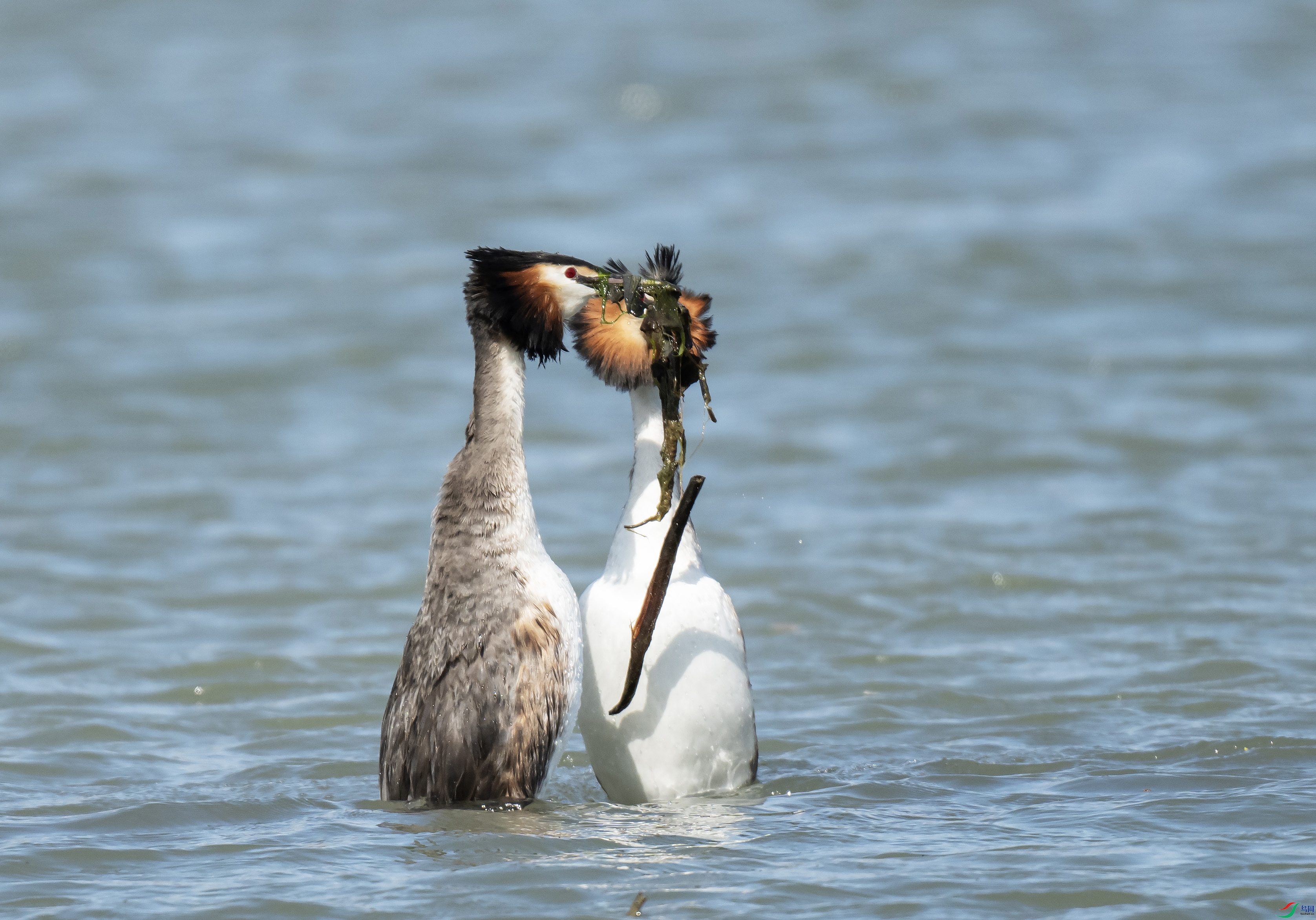 DSC_6833 ����.jpg