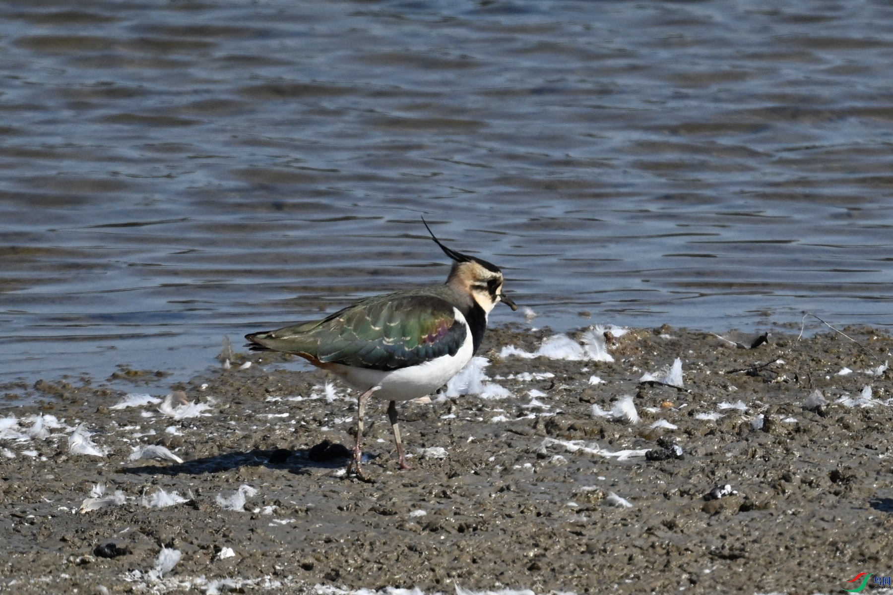 DSC_8241.JPG