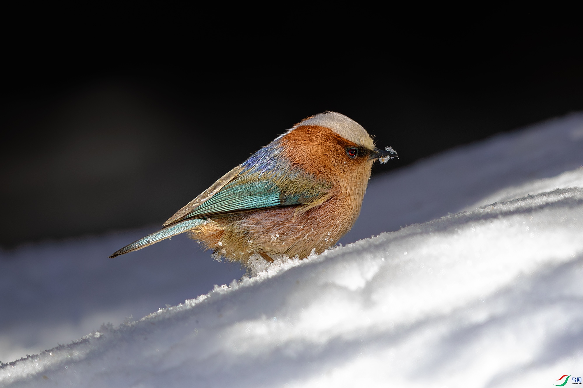 _31A7367-����ǿ-NR ����.jpg