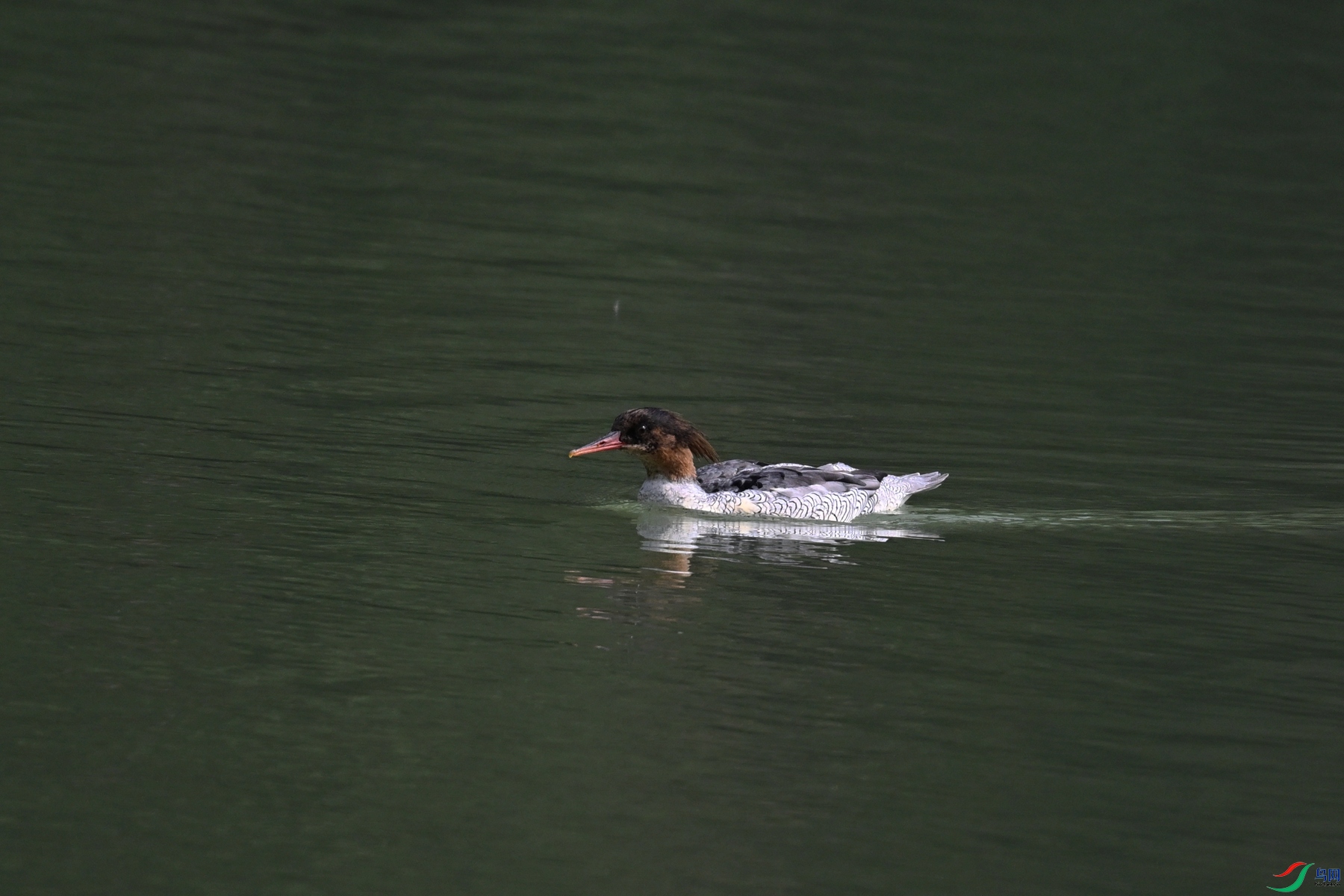 DSC_7108.JPG