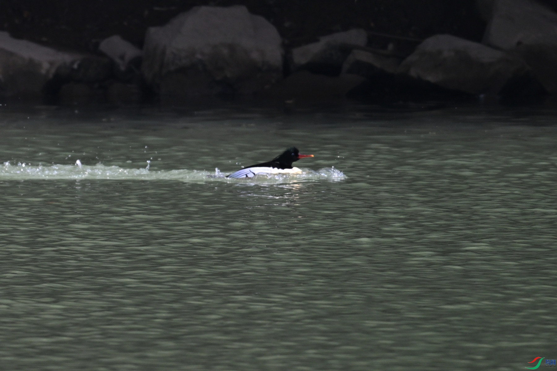 DSC_7133.JPG