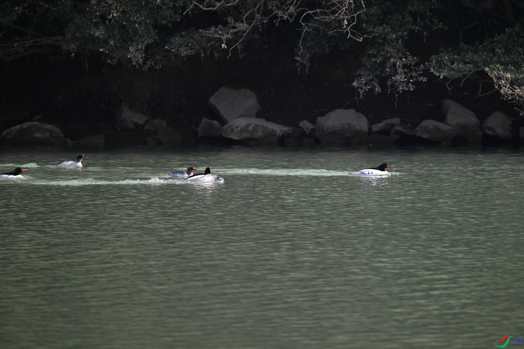DSC_7137.JPG