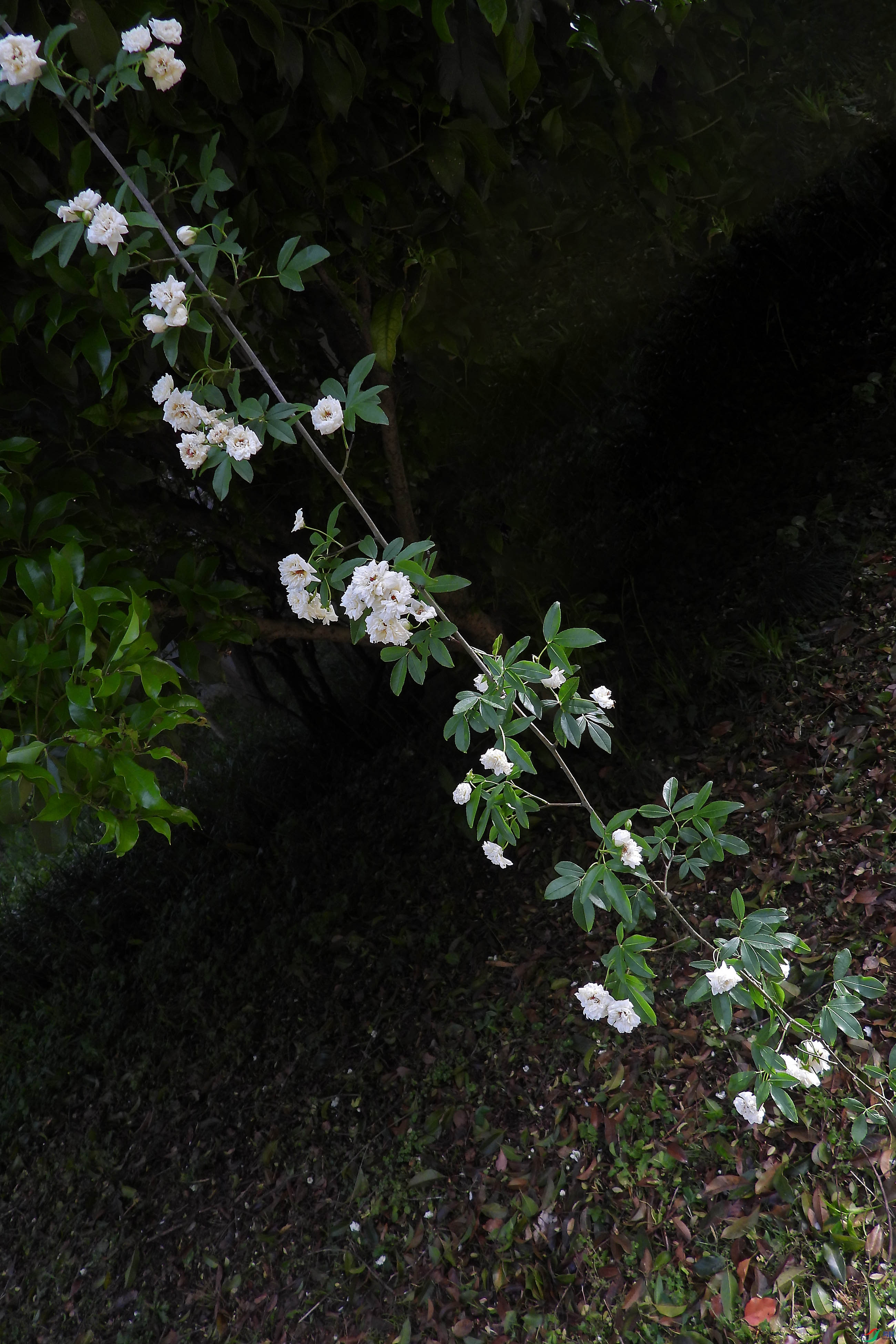DSCN5642.JPG