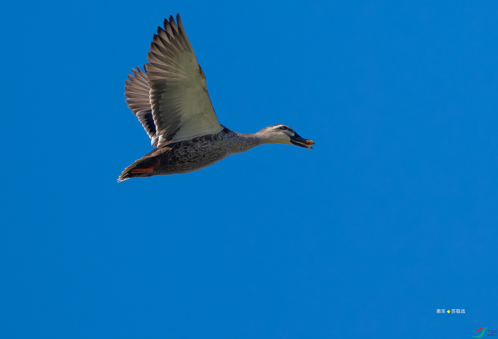 _DSC6608-NEF_DxO_С.jpg