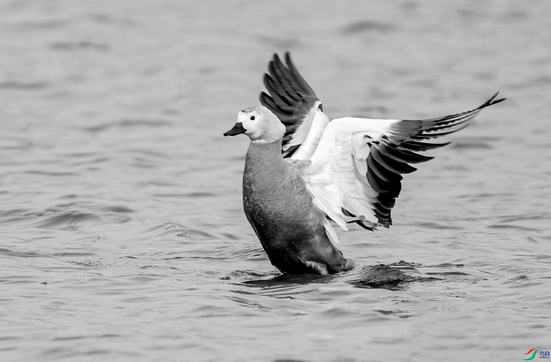 DSC08714 ����_����.jpg