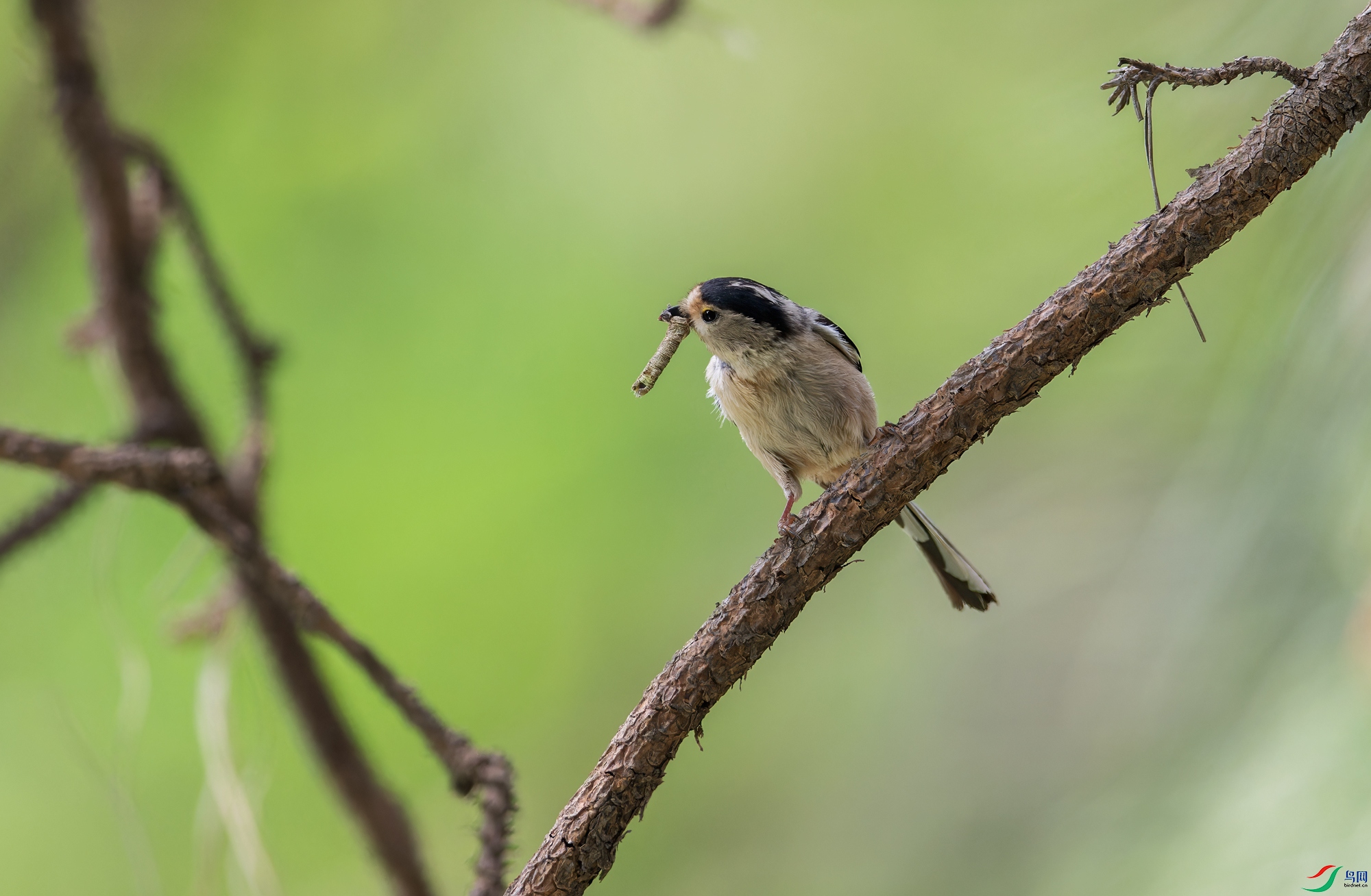 _DSC8825-NEF_DxO_DeepPRIMEXD-1.jpg